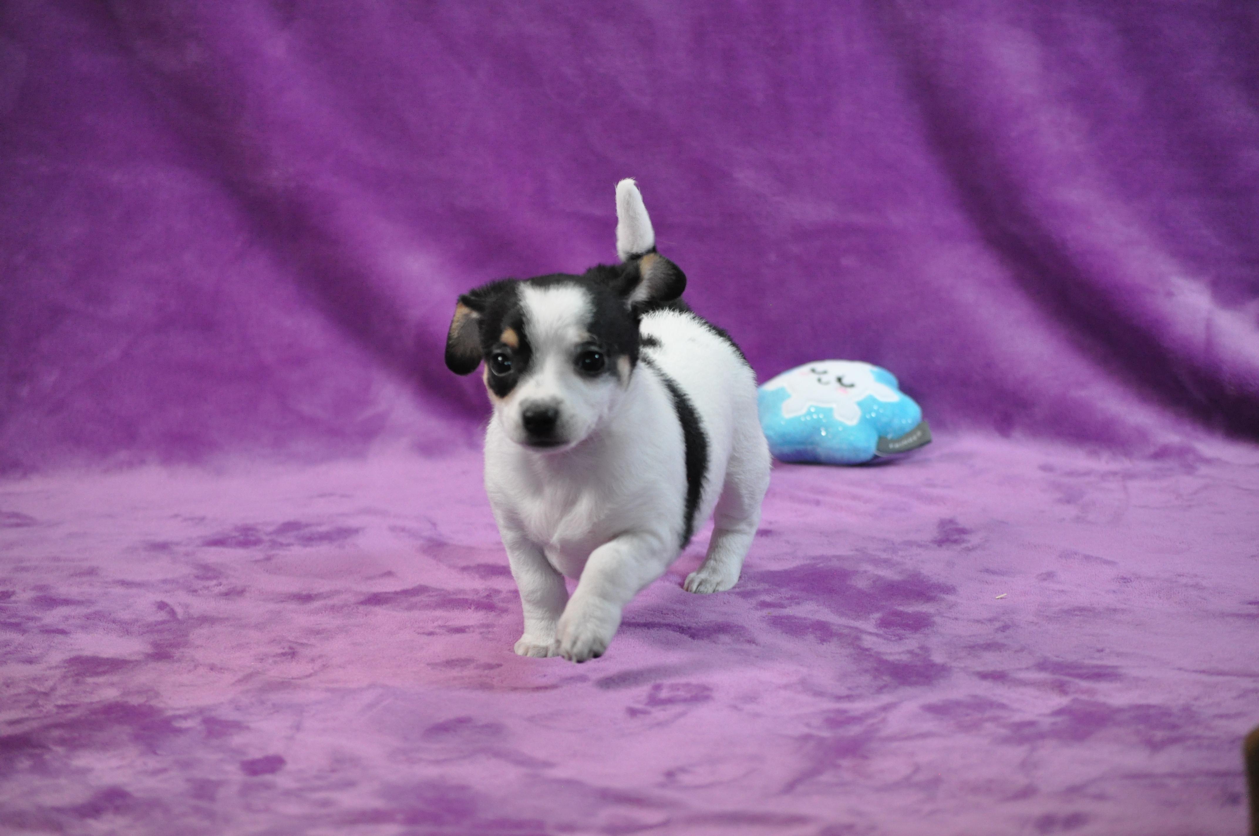 Enlarge Maude, an adopted mixed breed in Union Gap, WA image 1/6