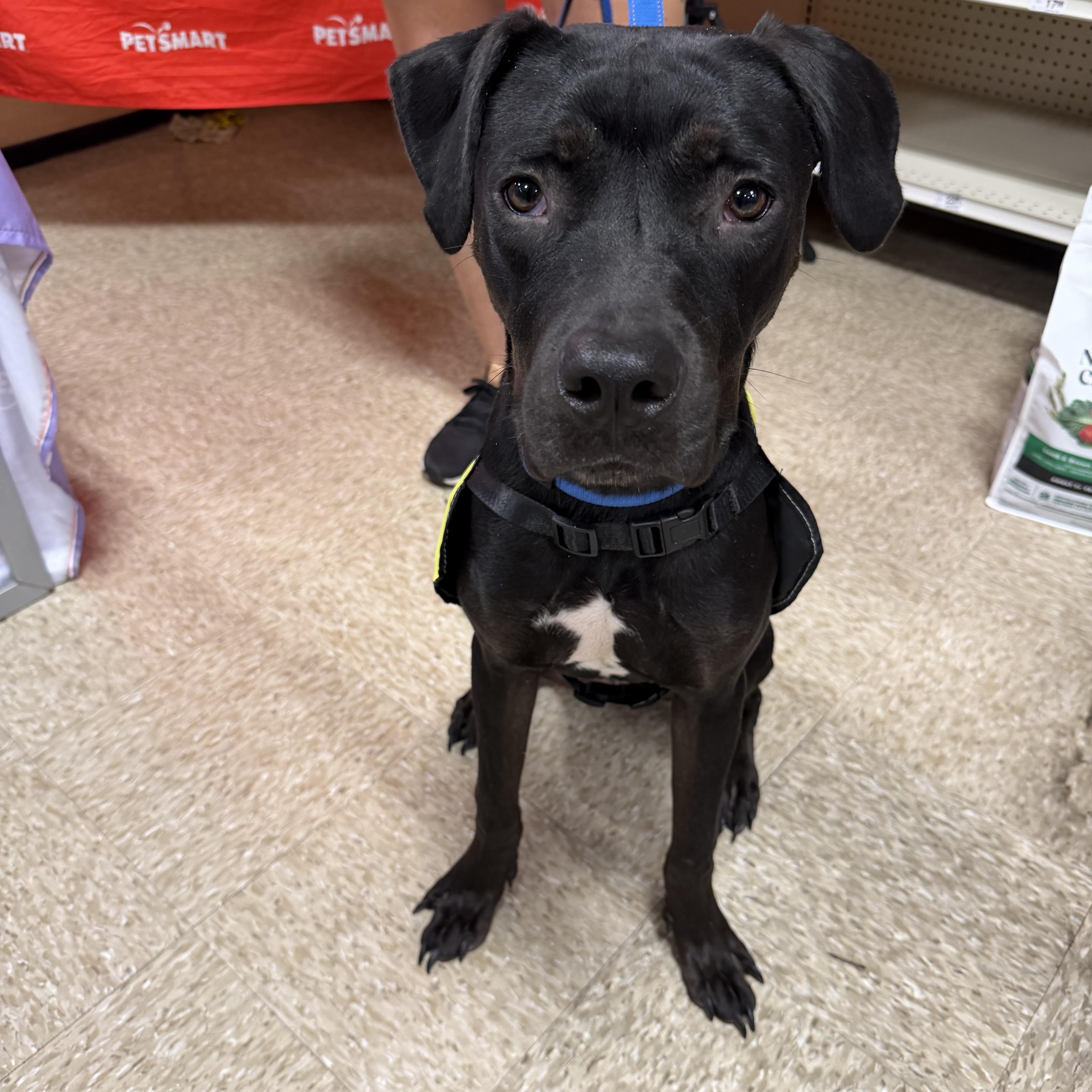 Enlarge Mr. Oreo, a Adoptable mixed breed in atlanta, GA image 1/6