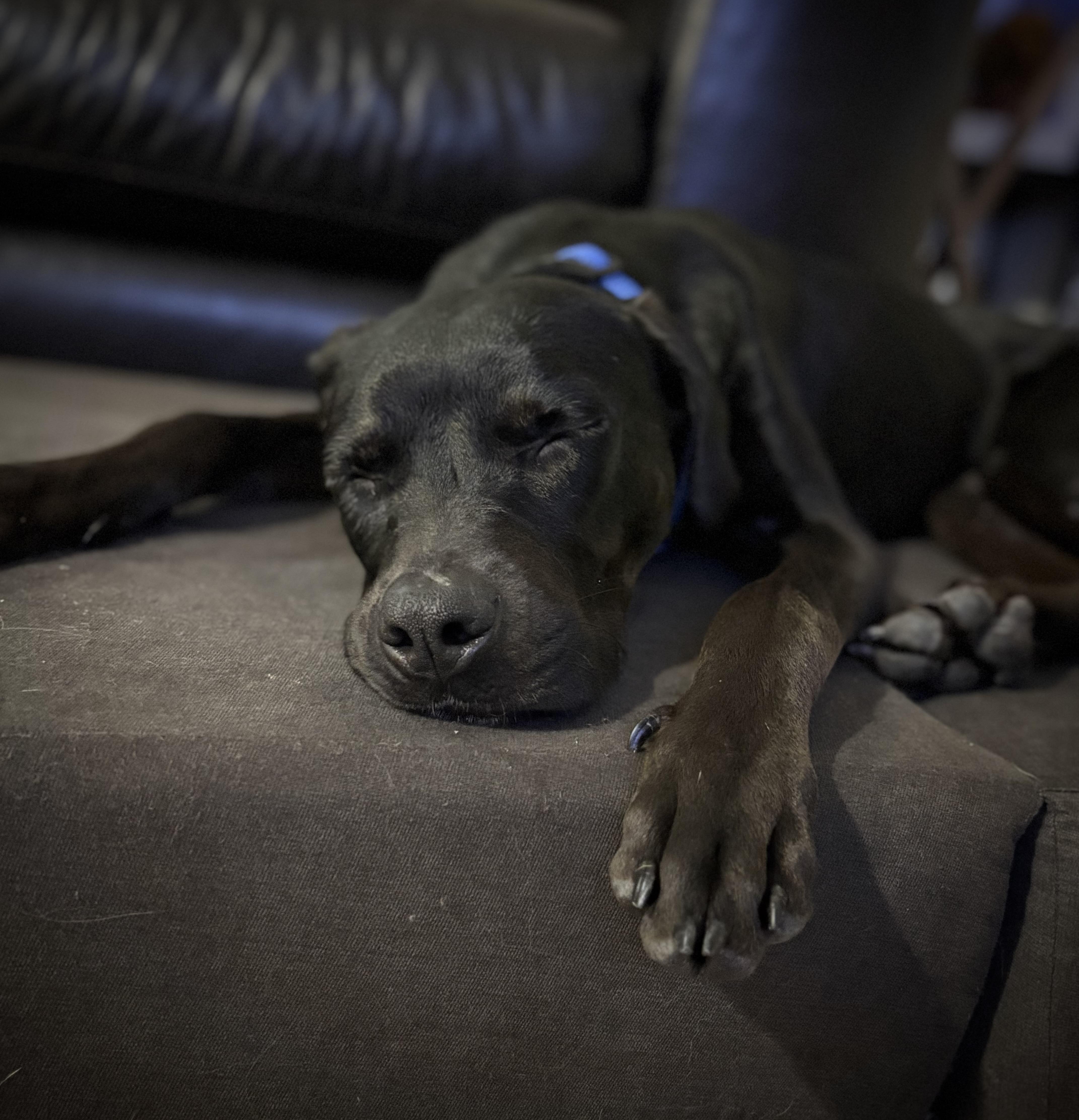 Mr. Oreo, a ADOPTABLE mixed breed in atlanta, GA image 2/5