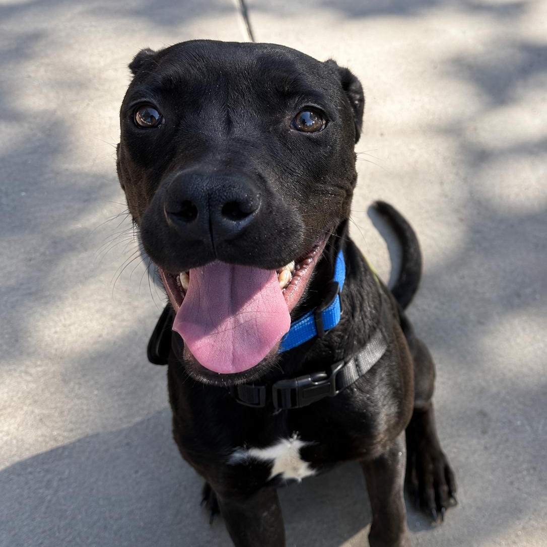 Mr. Oreo, a ADOPTABLE mixed breed in atlanta, GA image 1/5