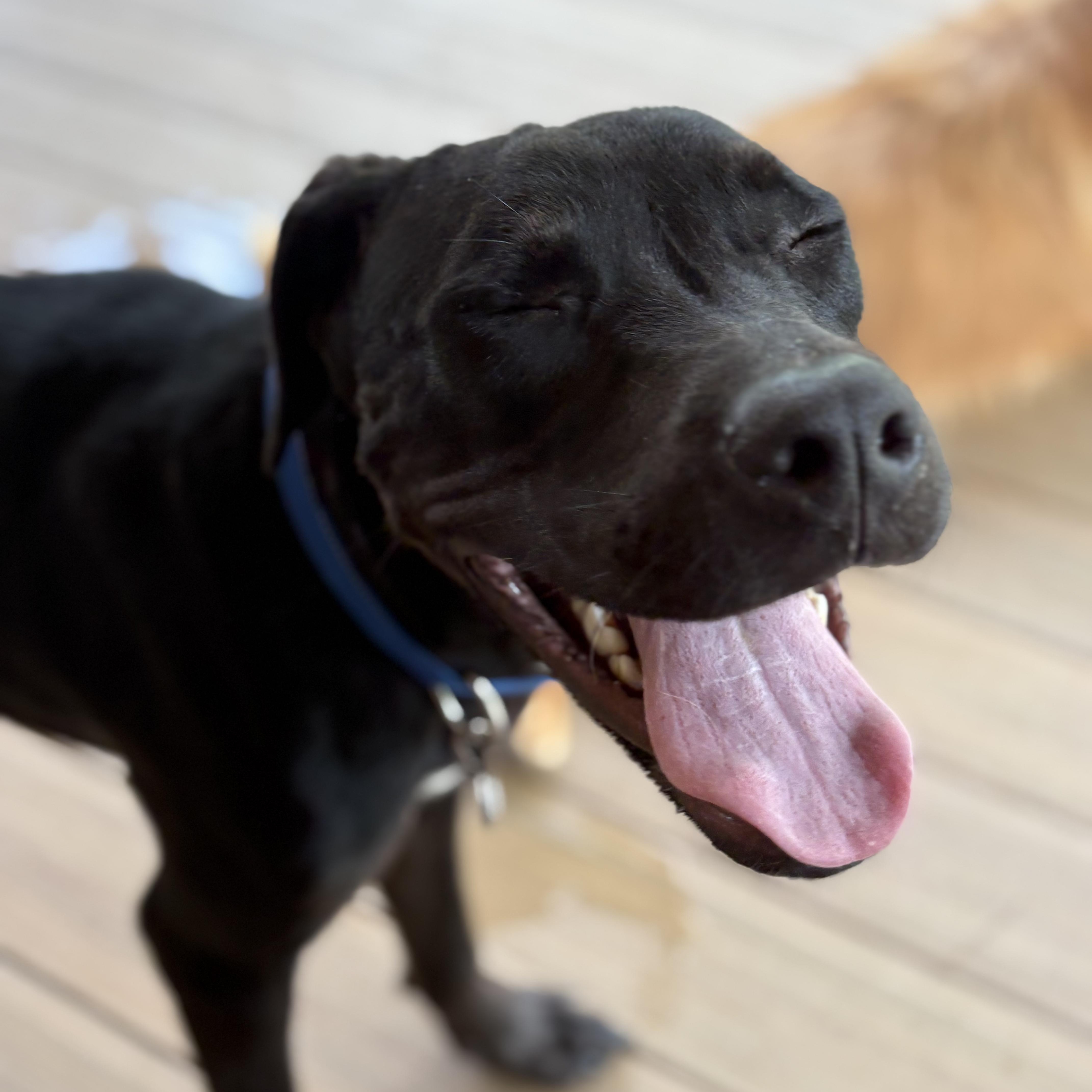 Mr. Oreo, a ADOPTABLE mixed breed in atlanta, GA image 4/5