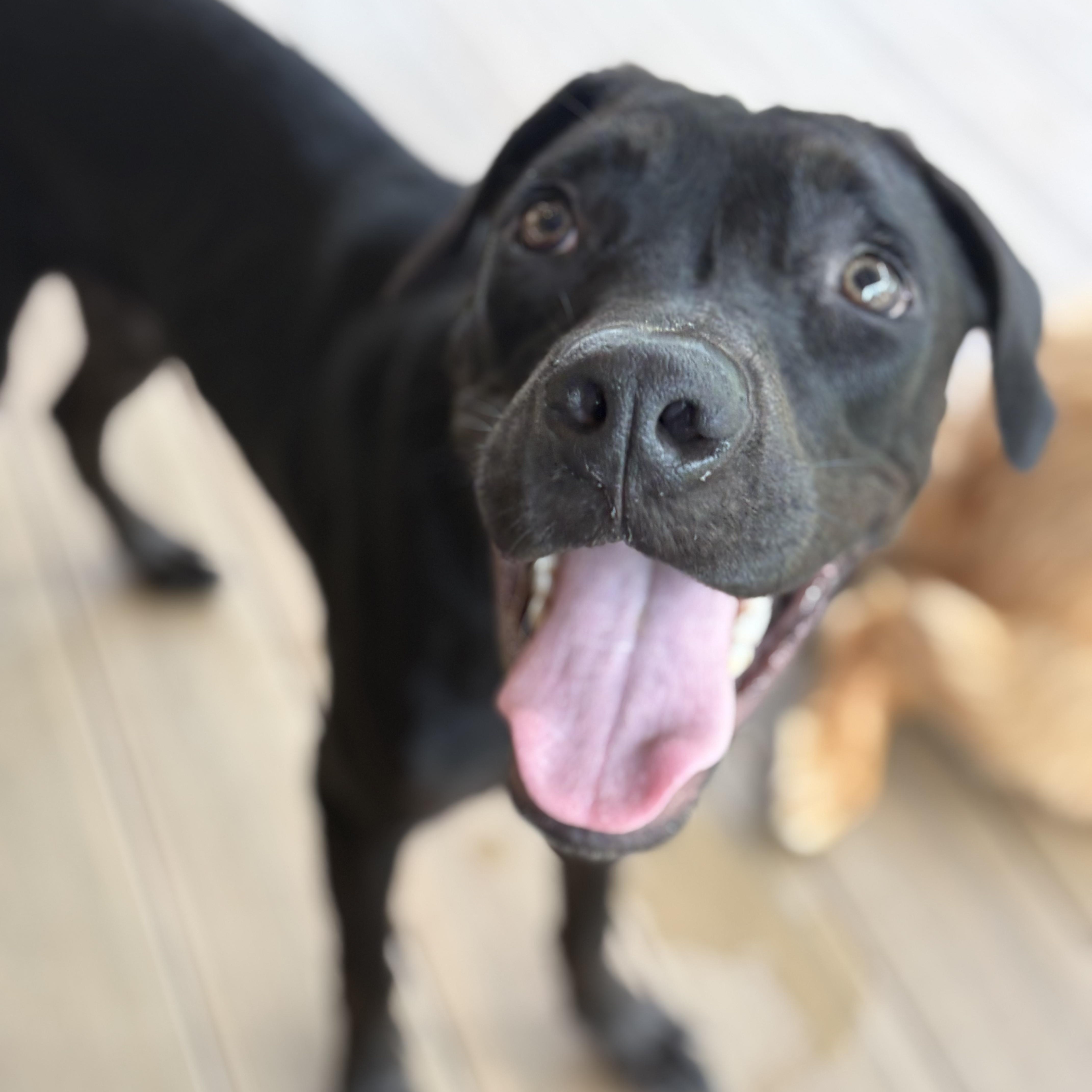 Mr. Oreo, a ADOPTABLE mixed breed in atlanta, GA image 3/5