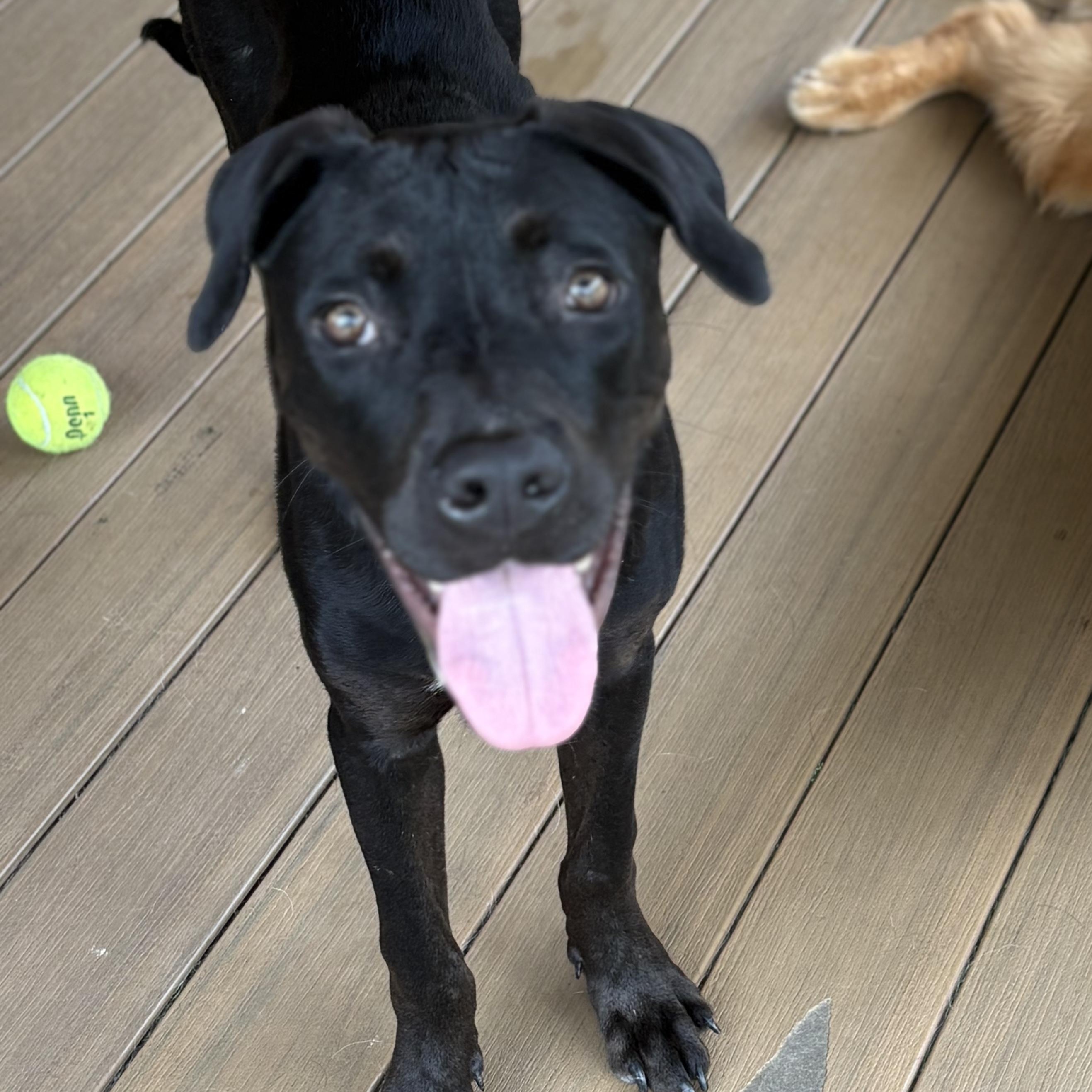 Mr. Oreo, a ADOPTABLE mixed breed in atlanta, GA image 5/5