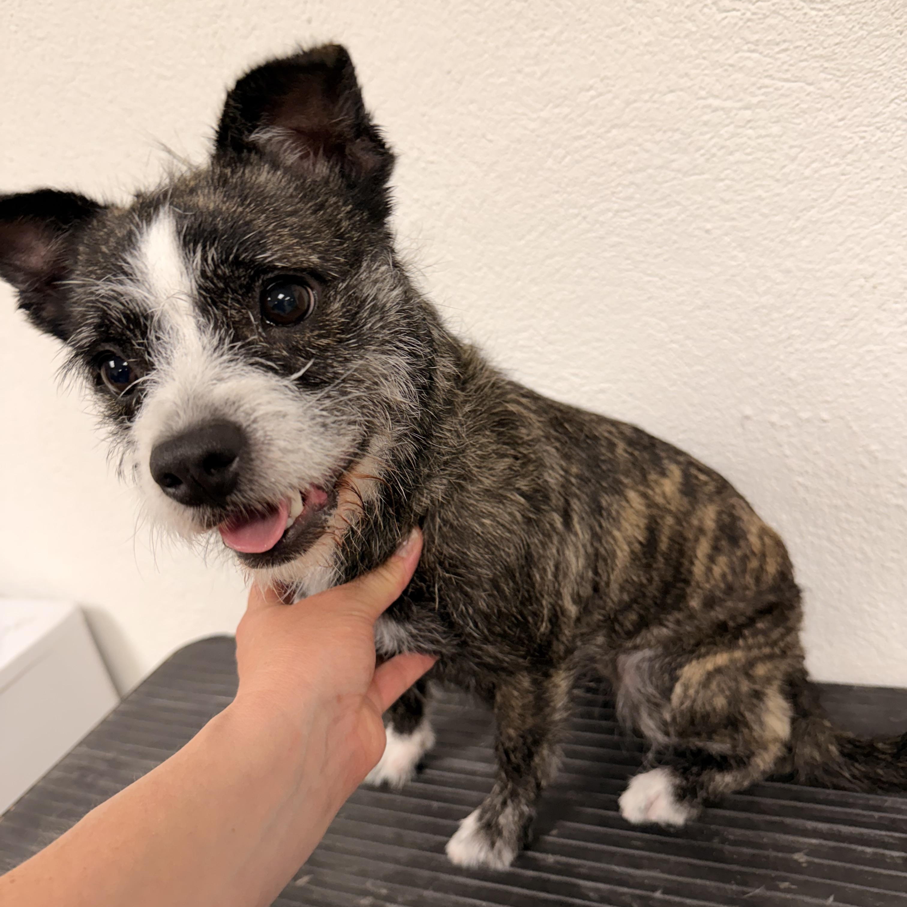 Cherry, ADOPTABLE, Young Female Pekingese & Maltese.