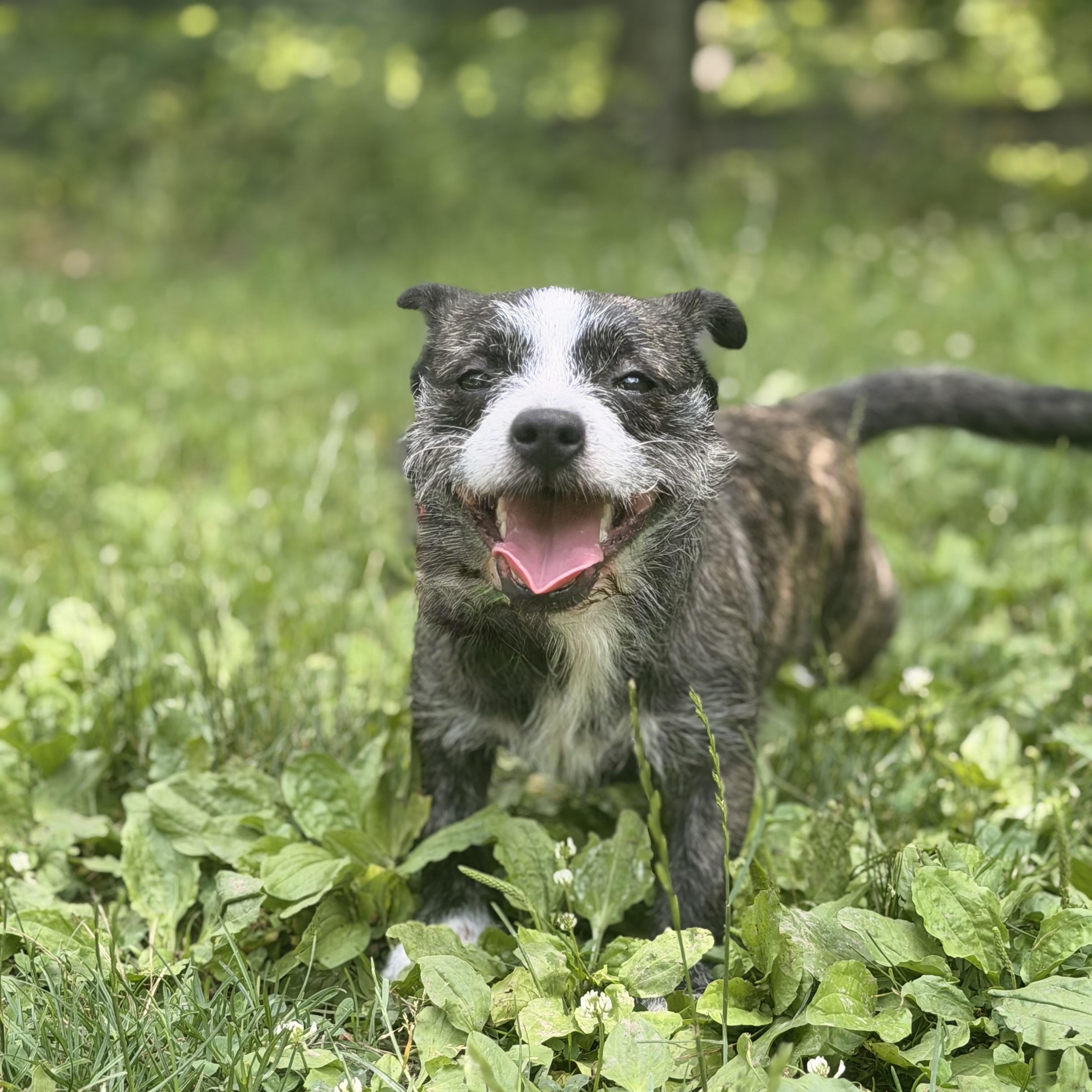 Cherry, a ADOPTABLE mixed breed in West Milford, NJ image 2/5