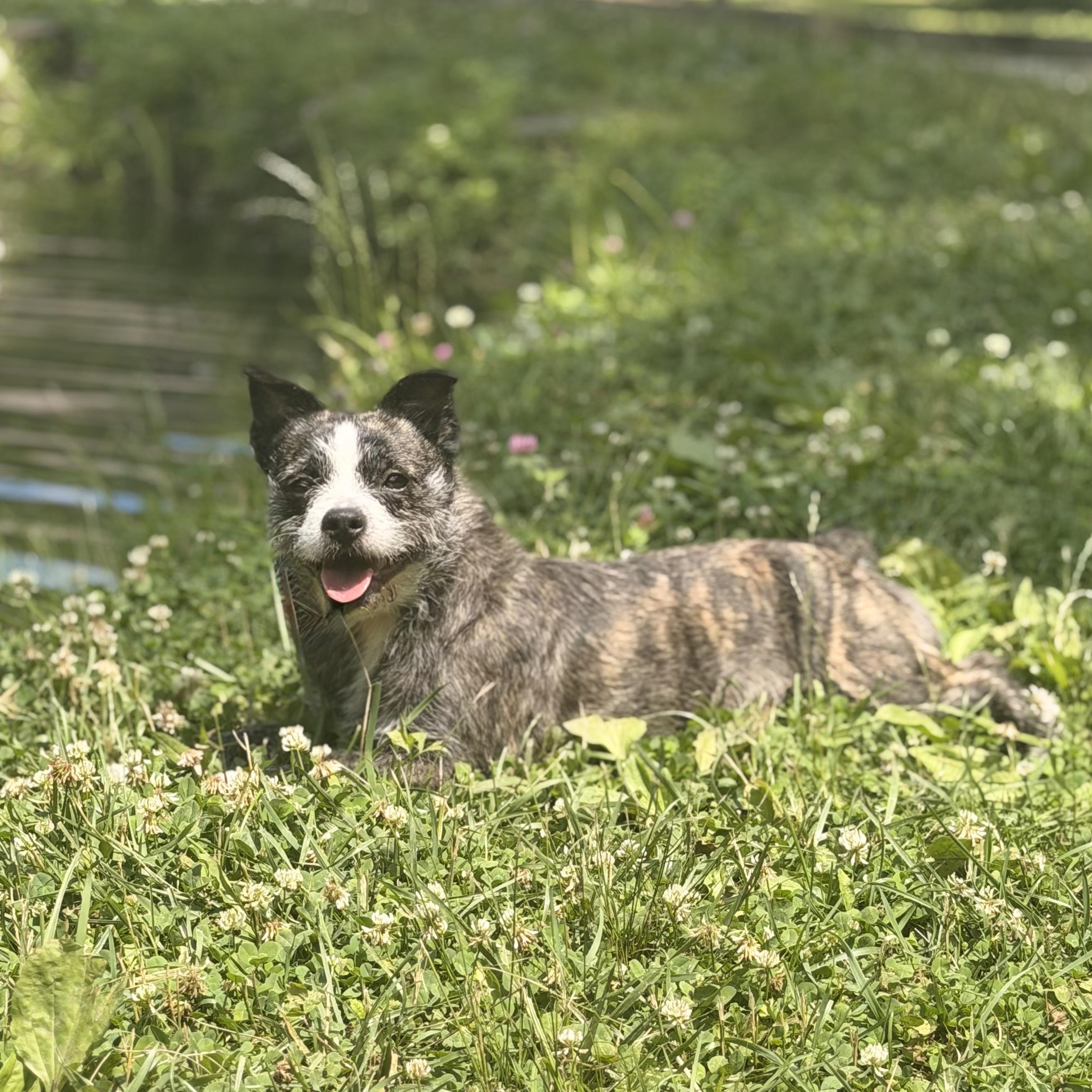 Cherry, a ADOPTABLE mixed breed in West Milford, NJ image 3/5