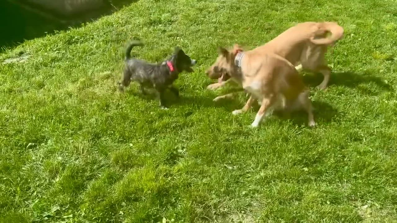 Enlarge Cherry, a ADOPTABLE mixed breed in West Milford, NJ video 4/5