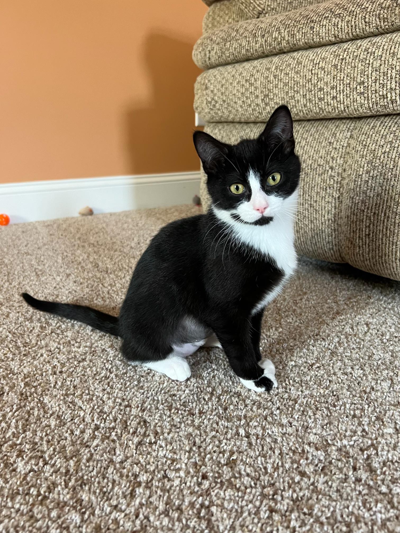 Enlarge Cheshire, a Adoptable Domestic Short Hair in Apex, NC image 2/2