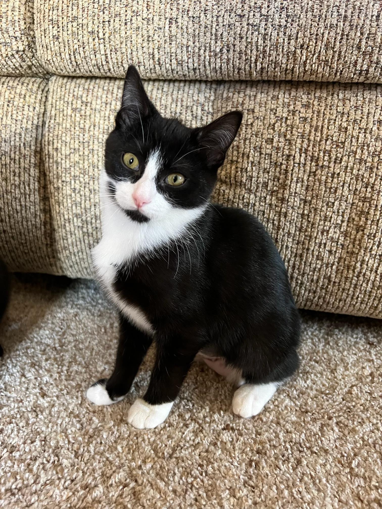 Cheshire, Adoptable, Kitten Female Domestic Short Hair.