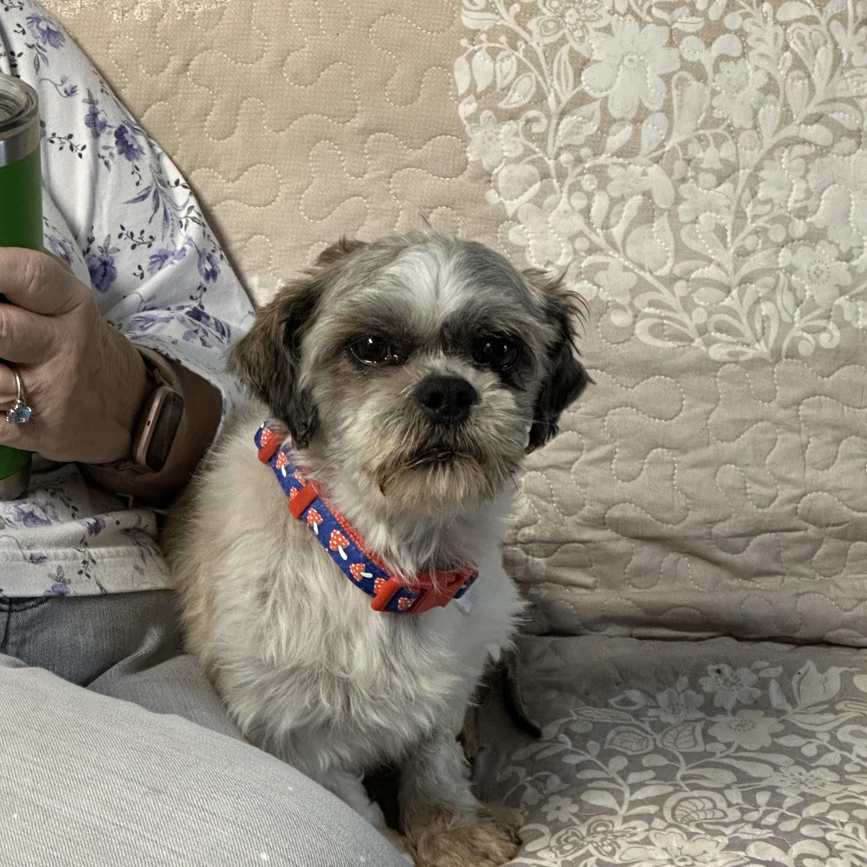 Enlarge Charlie , a ADOPTABLE Shih Tzu in Hop Bottom, PA image 2/2