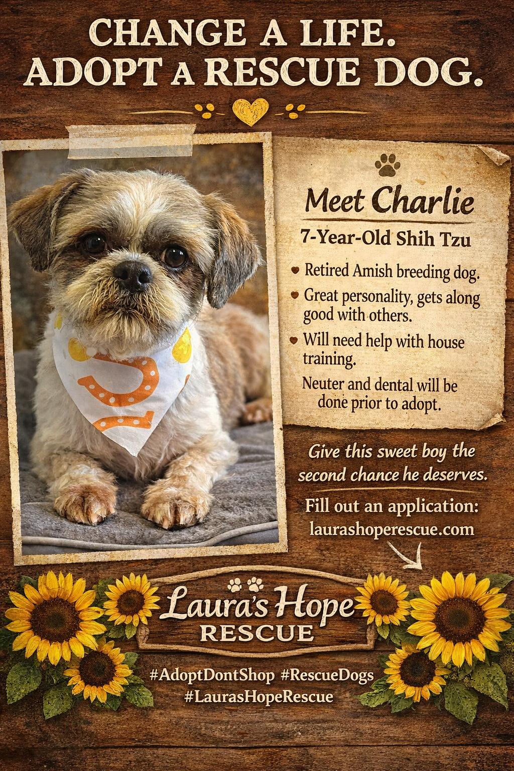 Enlarge Charlie , a ADOPTABLE Shih Tzu in Hop Bottom, PA image 1/2