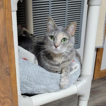 Rachel, Adoptable, Adult Female Domestic Short Hair.