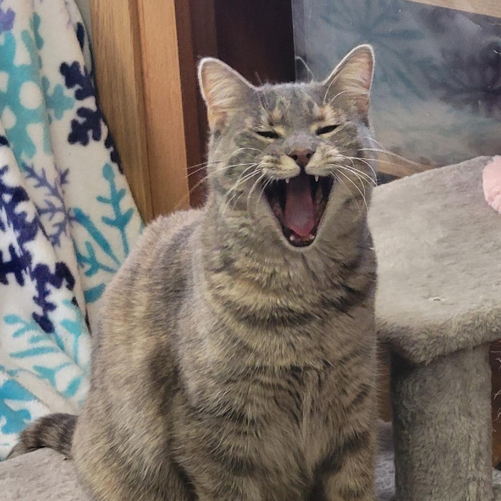 Enlarge Rachel, a Adoptable Domestic Short Hair in Grand Island, NE image 2/2