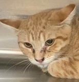 Wildfire, a Adoptable mixed breed in Portsmouth, OH image 1/4