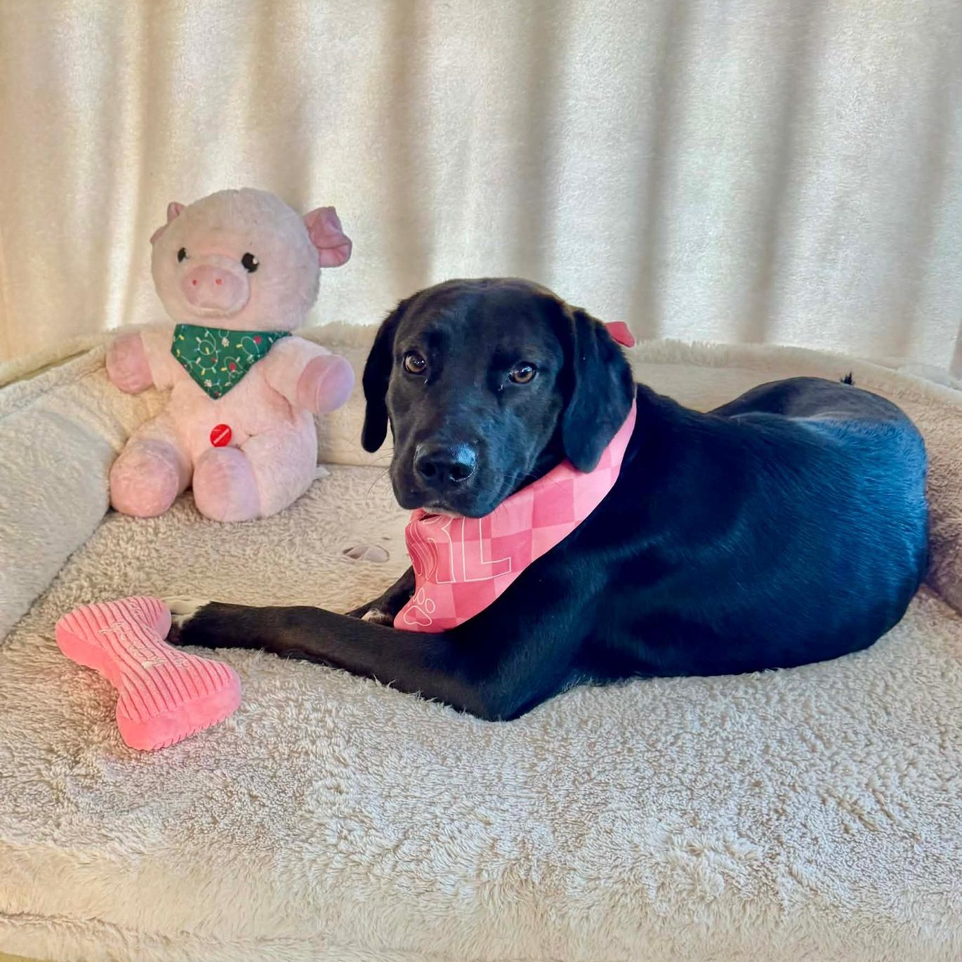 Coco, adopted, Young Female Black Labrador Retriever.