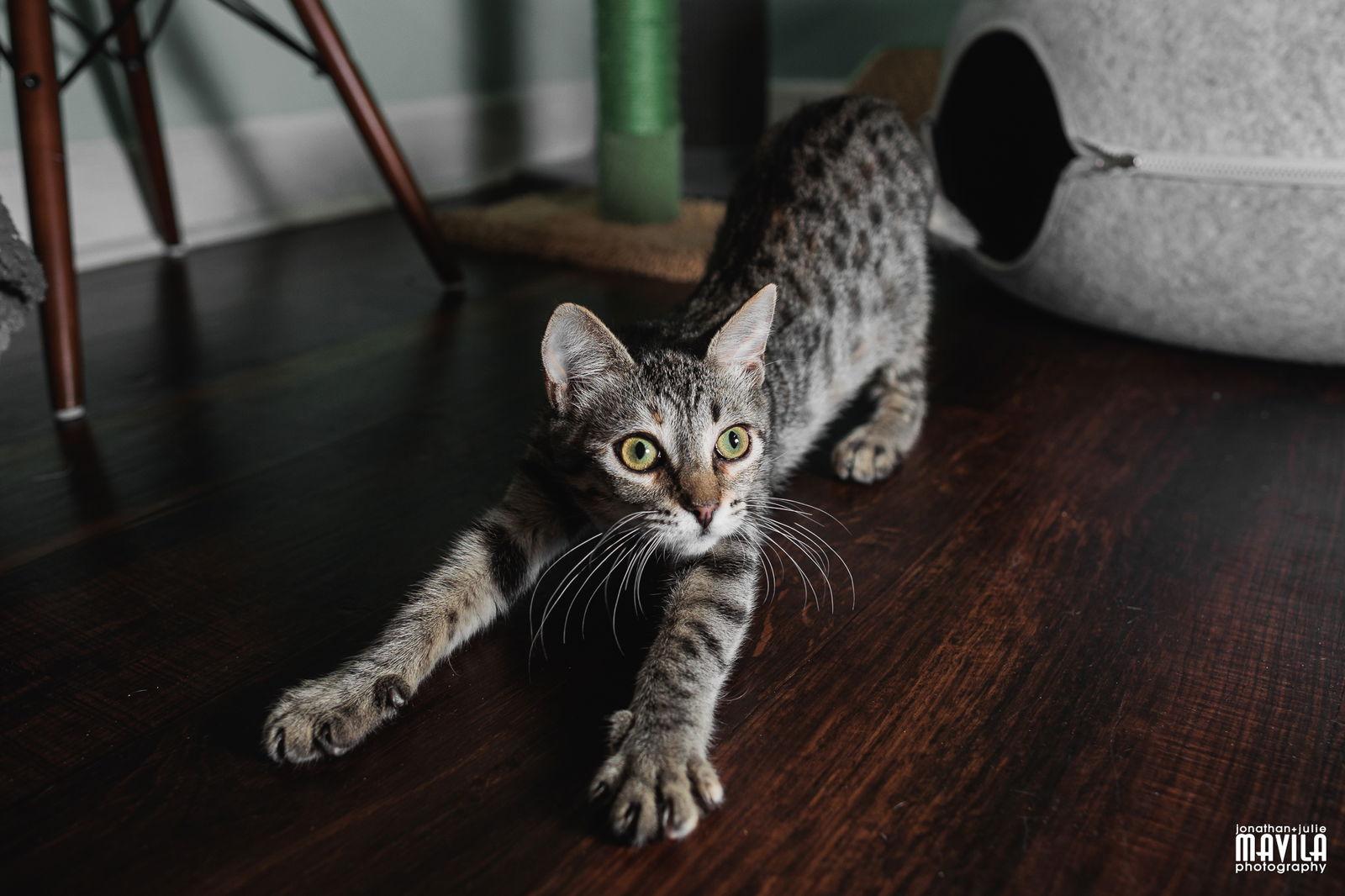 Molly, Adoptable, Kitten Female Tabby & Domestic Short Hair.