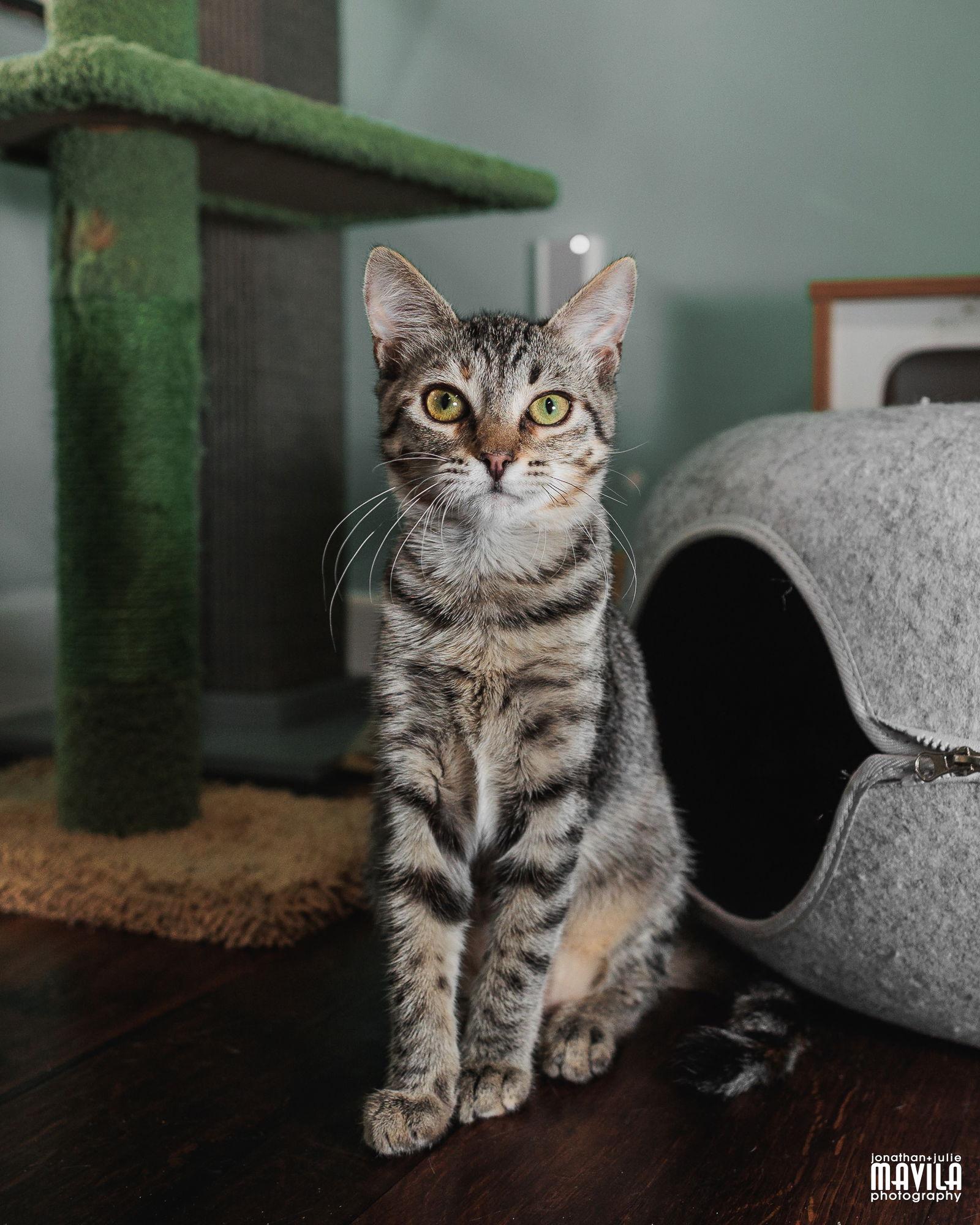 Enlarge Molly, a Adoptable mixed breed in Lighthouse Point, FL image 2/3