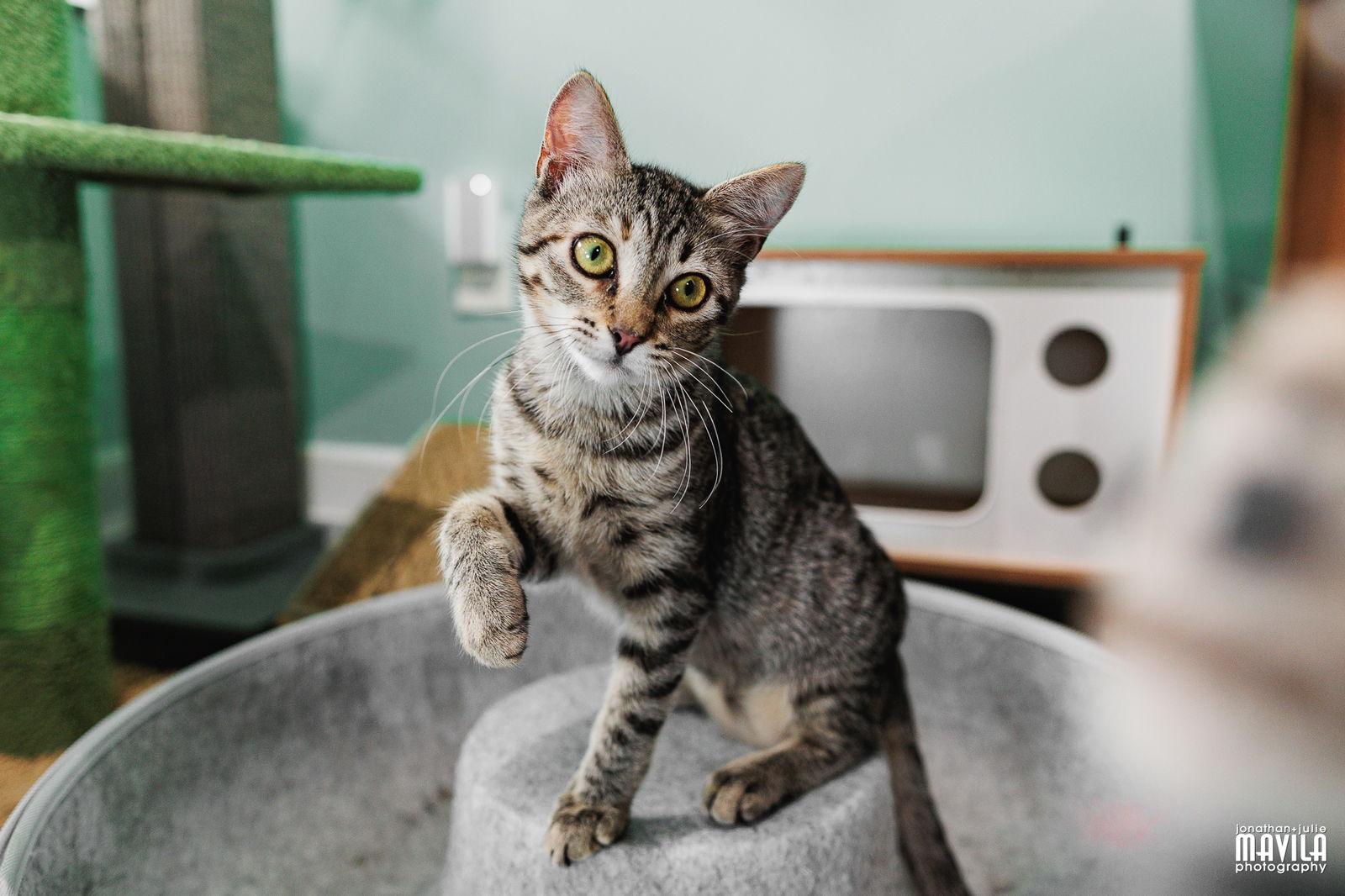 Enlarge Molly, a Adoptable mixed breed in Lighthouse Point, FL image 3/3