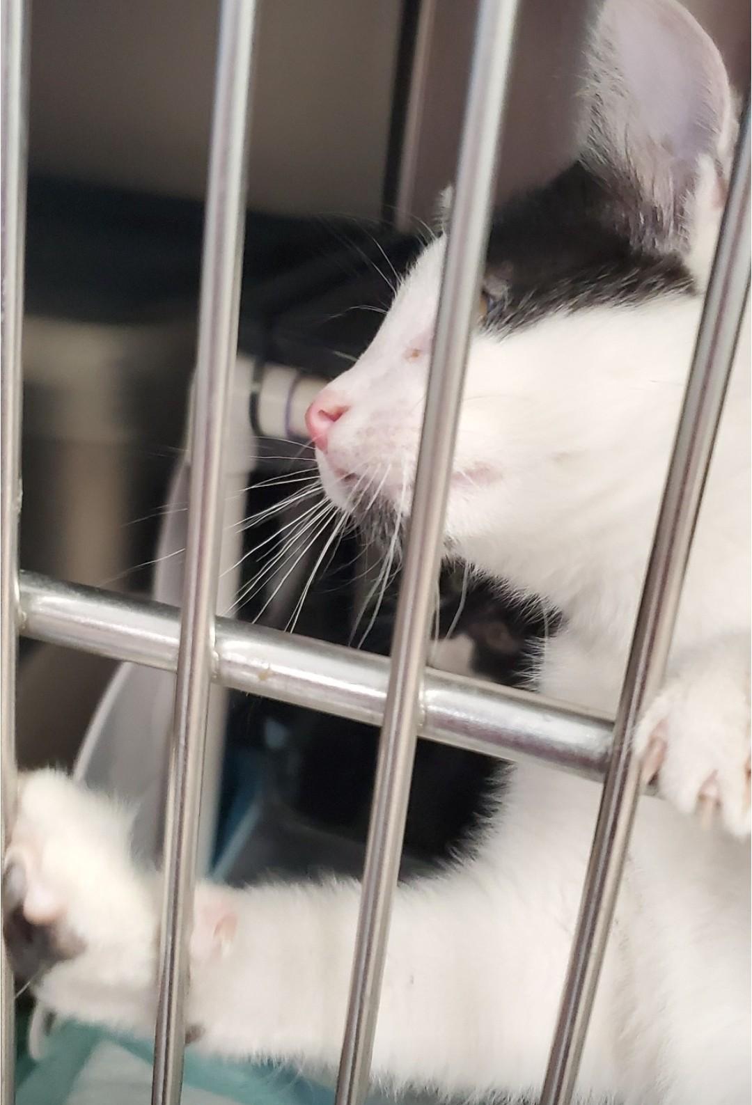 Enlarge Possum, a Adoptable mixed breed in Brighton, MI image 1/4