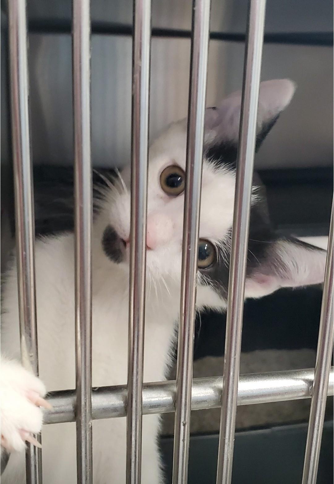 Enlarge Possum, a Adoptable mixed breed in Brighton, MI image 2/4