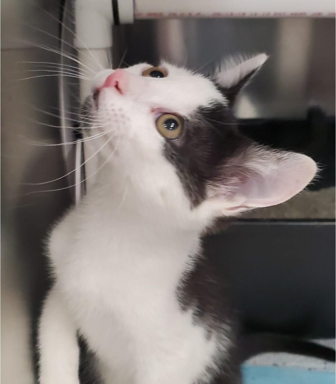 Enlarge Possum, a Adoptable mixed breed in Brighton, MI image 3/4