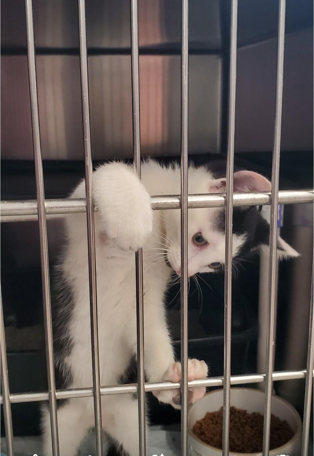 Enlarge Possum, a Adoptable mixed breed in Brighton, MI image 4/4