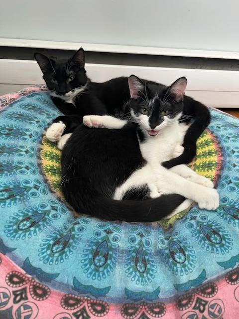 Doyle & Chaucer: Two Dapper Gentlemen, a Adoptable Domestic Short Hair in colchester, CT image 5/5