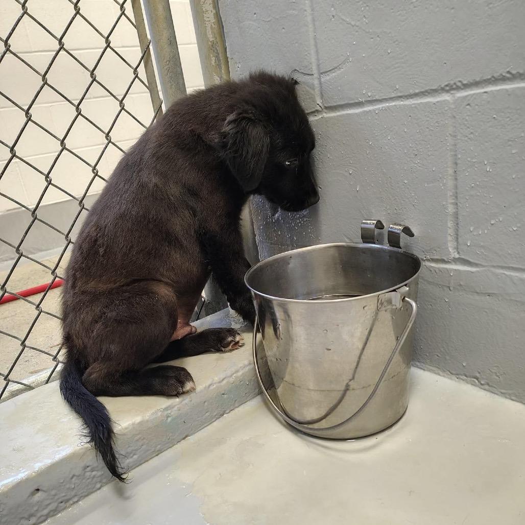 Ren, Adoptable, Young Male Collie & Mixed Breed.
