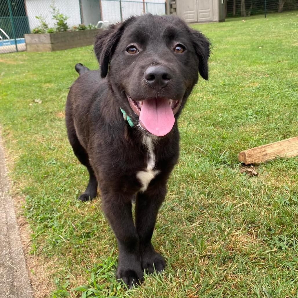 Enlarge Ren, a Adoptable mixed breed in Griswold, CT image 2/6