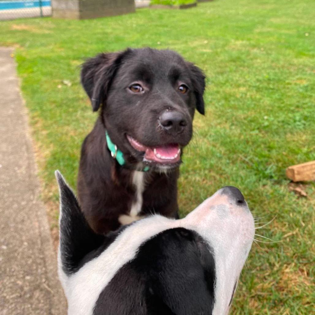 Enlarge Ren, a Adoptable mixed breed in Griswold, CT image 3/6