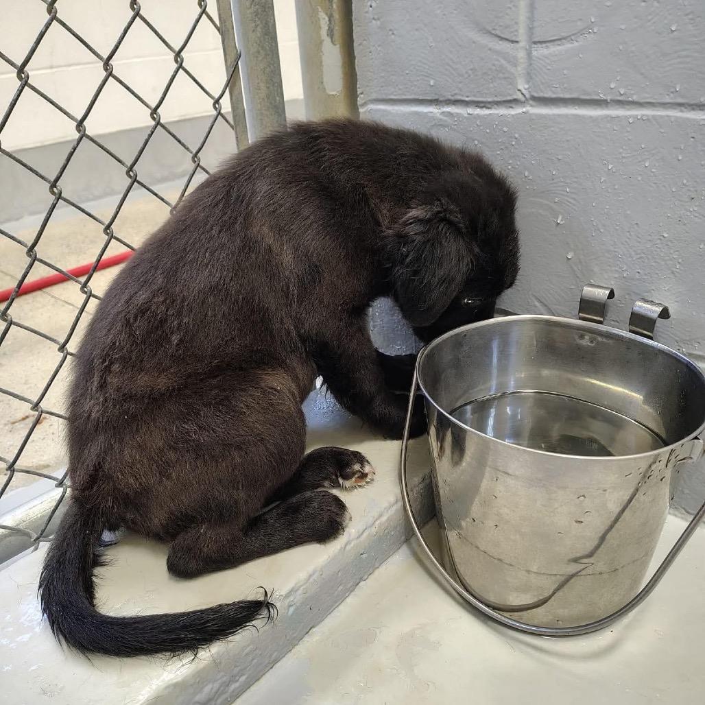Enlarge Ren, a Adoptable mixed breed in Griswold, CT image 4/6