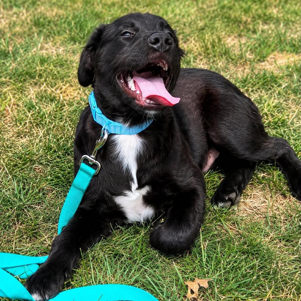 Enlarge Ren, a Adoptable mixed breed in Griswold, CT image 5/6