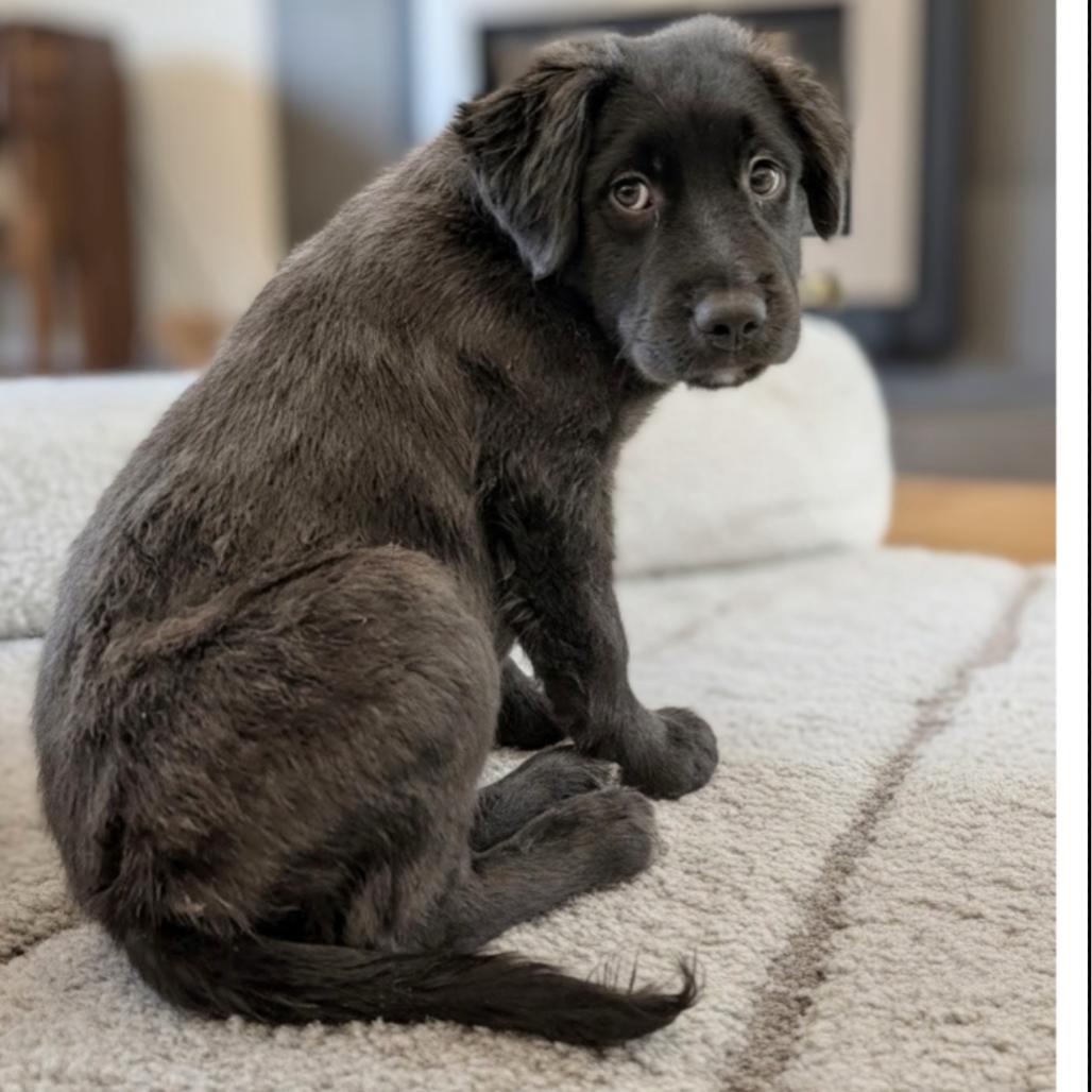 Enlarge Ren, a Adoptable mixed breed in Griswold, CT image 6/6