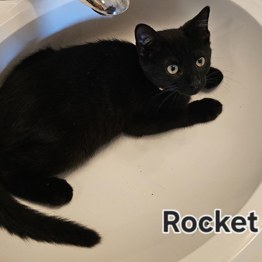 Rocket, Adoptable, Young Male Domestic Short Hair.