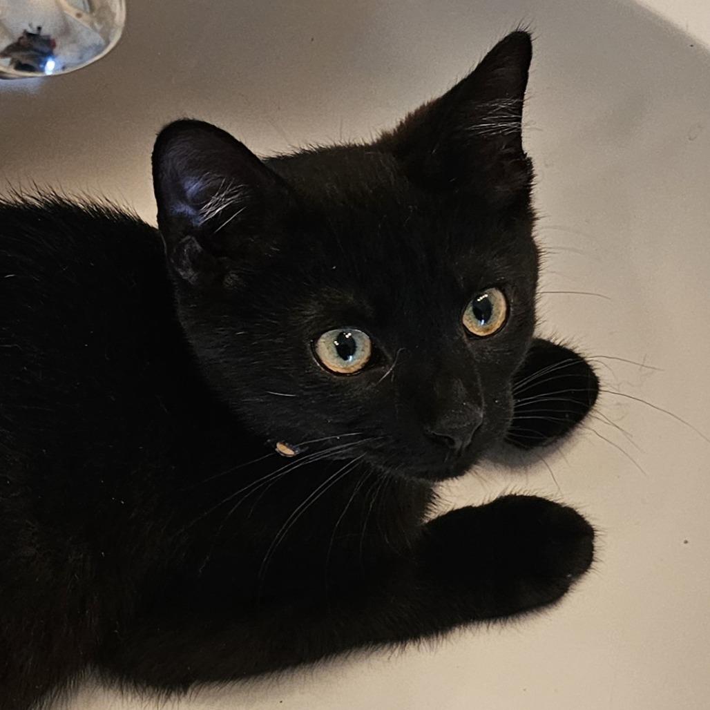 Enlarge Rocket, a Adoptable Domestic Short Hair in Cincinnati, OH image 2/3