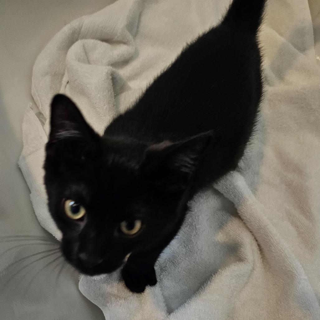 Enlarge Rocket, a Adoptable Domestic Short Hair in Cincinnati, OH image 3/3