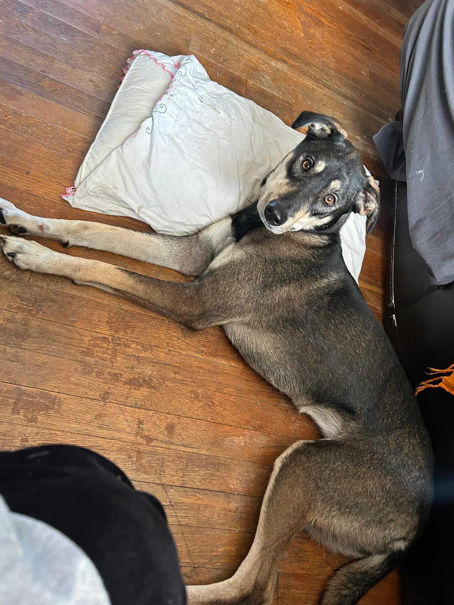 Enlarge Nala so il, a Adoptable mixed breed in MURPHYSBORO , IL image 2/6