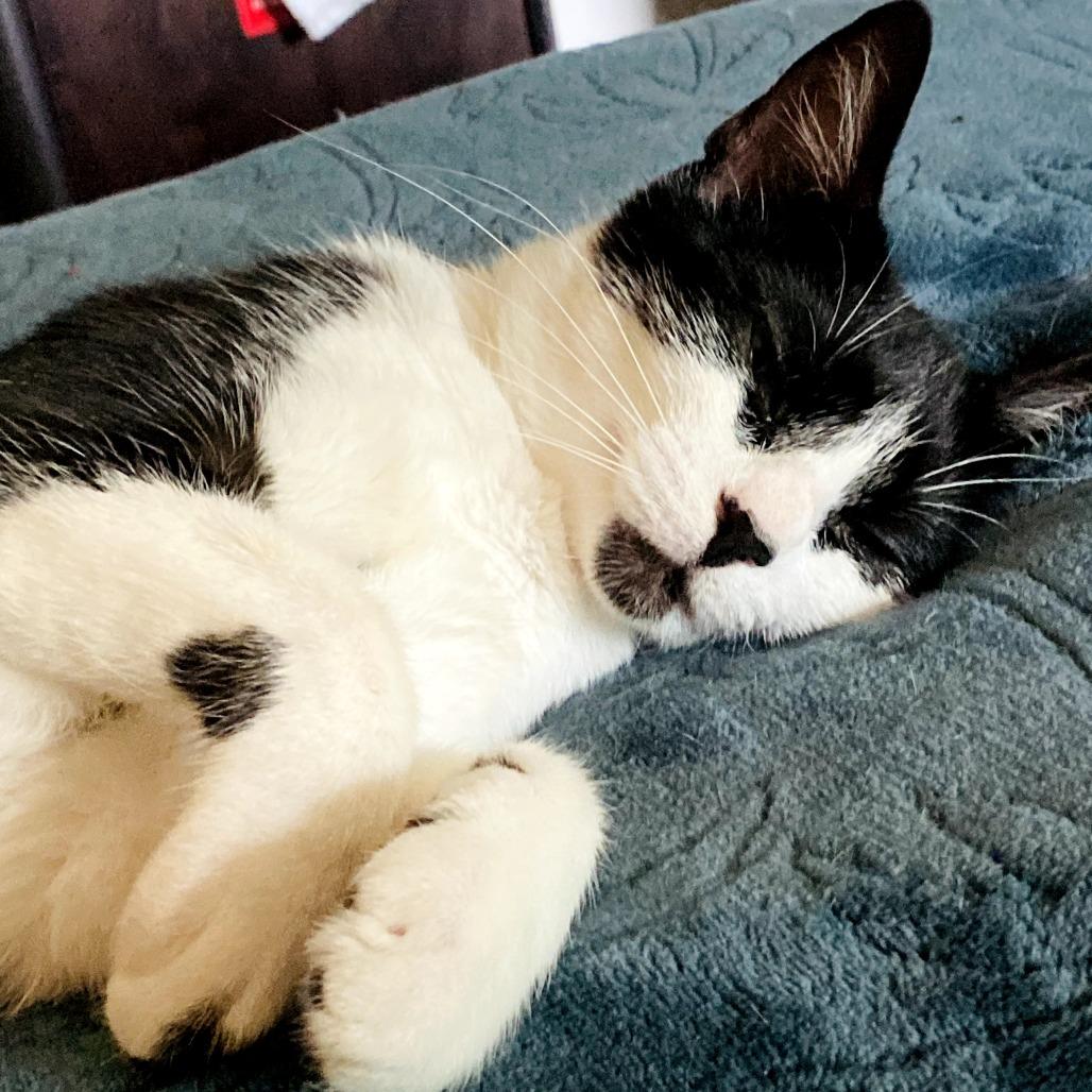 Mama Pau (Hawaiian Kittens), Adoptable, Young Female Domestic Short Hair.