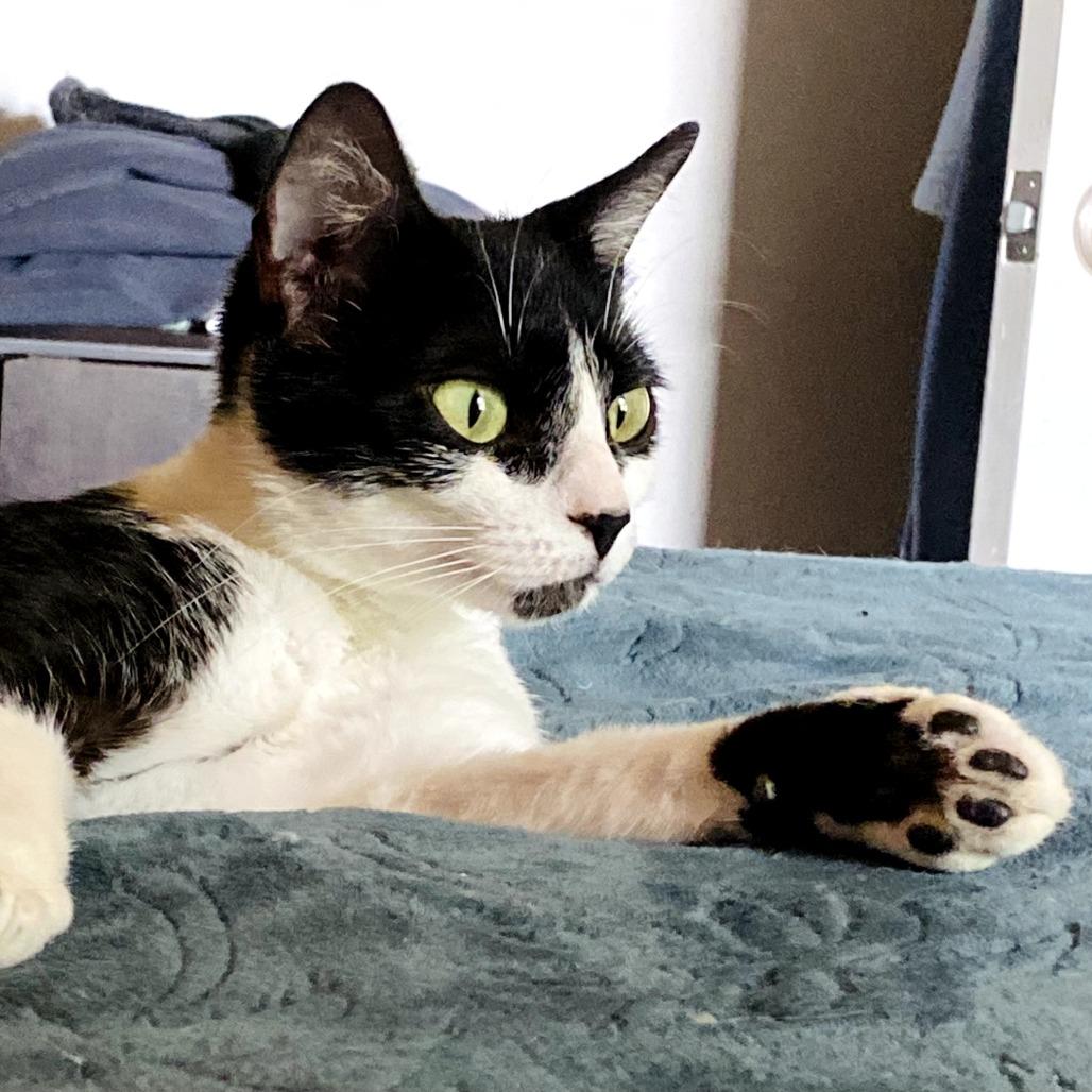 Mama Pau (Hawaiian Kittens), a Adoptable Domestic Short Hair in Charlotte, NC image 2/5