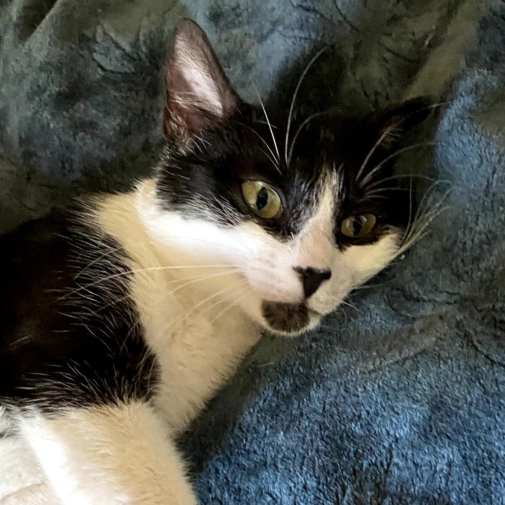 Mama Pau (Hawaiian Kittens), a Adoptable Domestic Short Hair in Charlotte, NC image 3/5