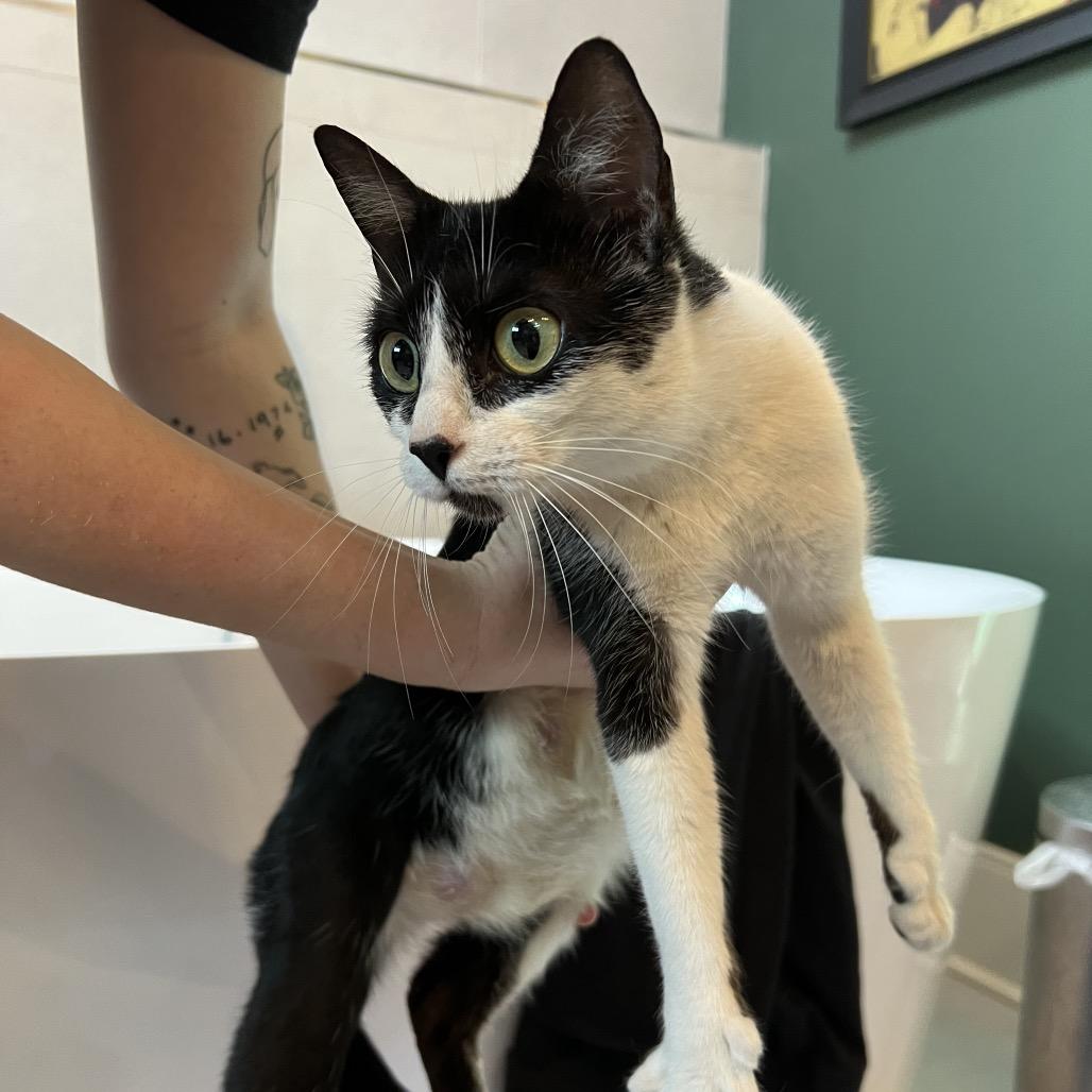 Mama Pau (Hawaiian Kittens), Adoptable, Young Female Domestic Short Hair.