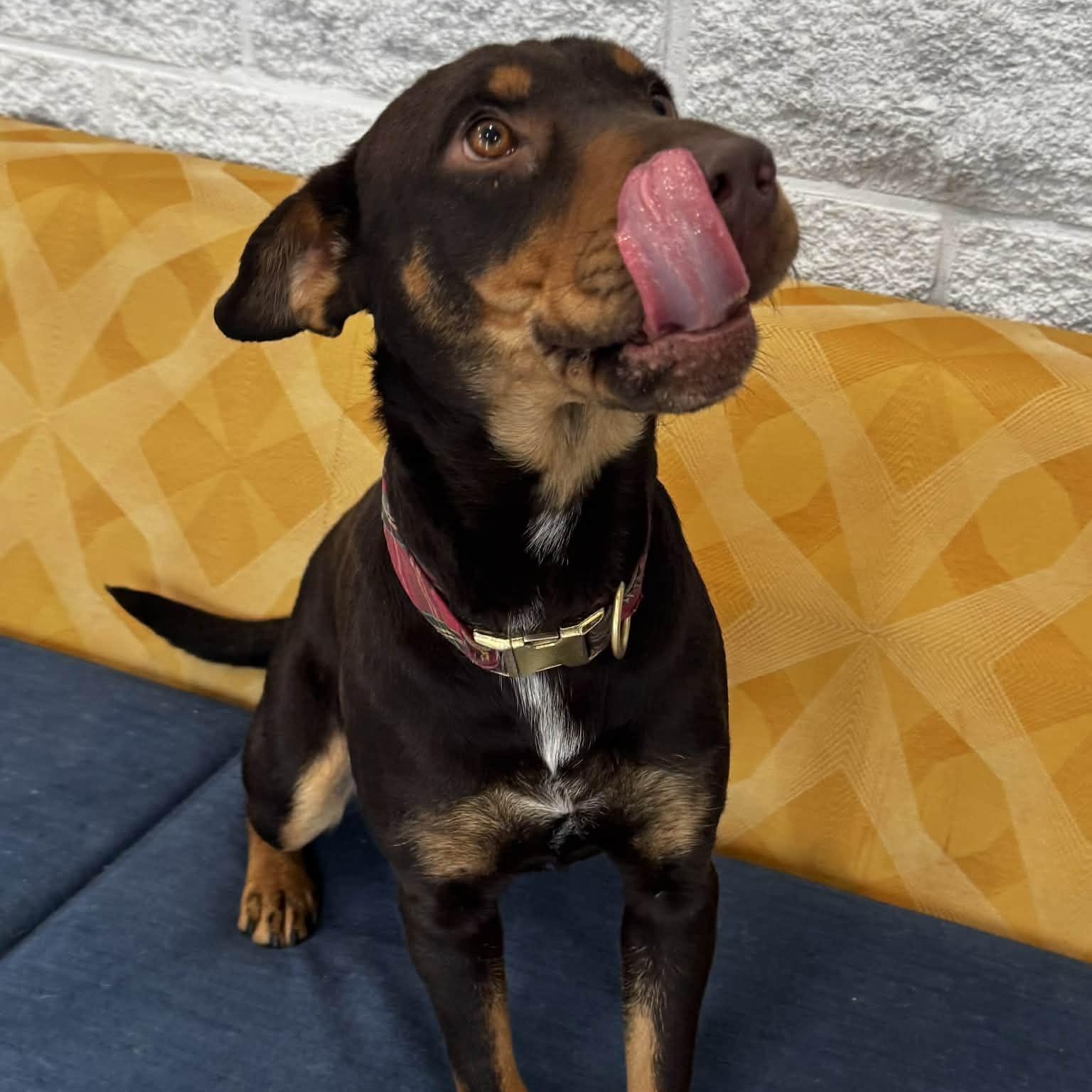 Enlarge Turkey, a ADOPTABLE mixed breed in Danbury, CT image 4/4