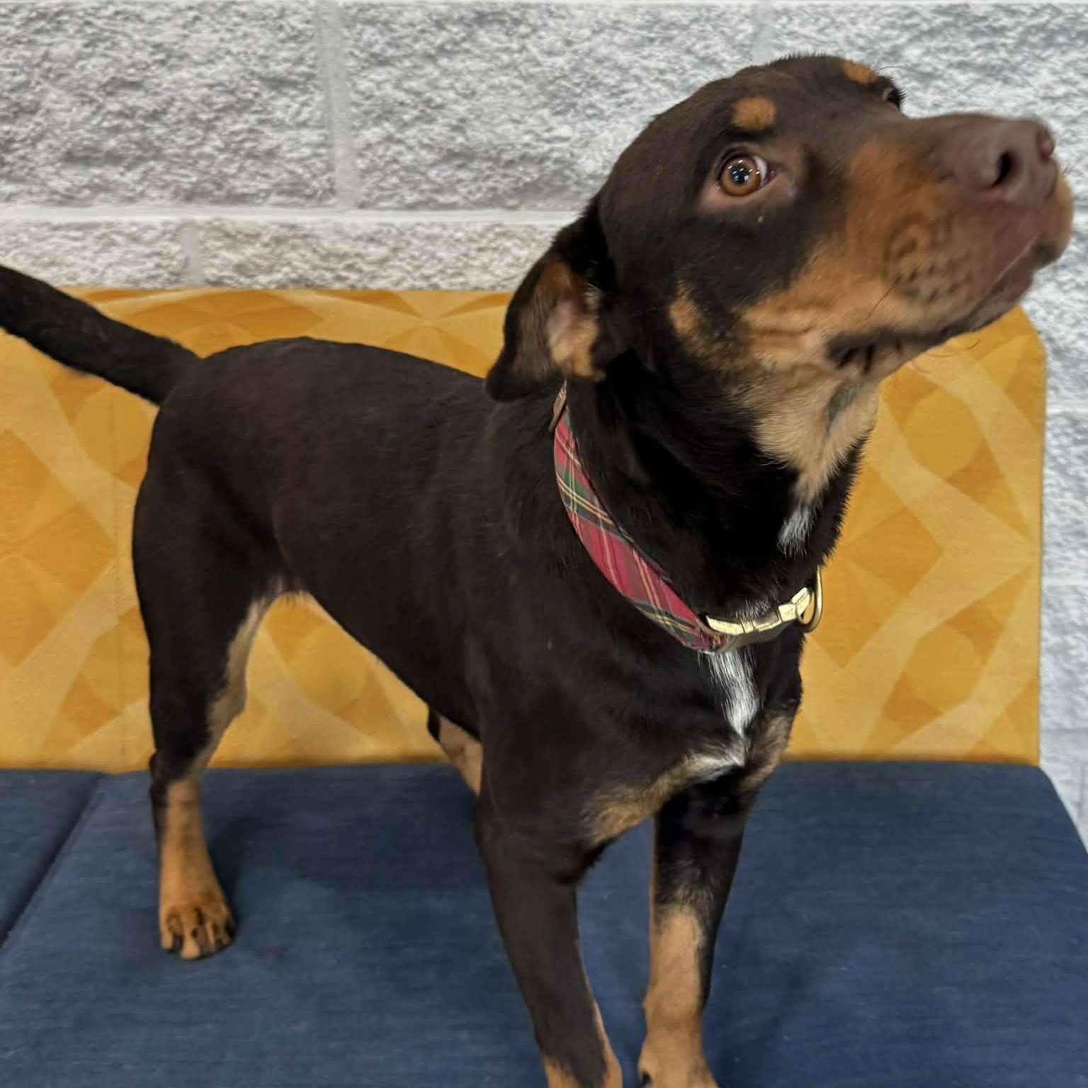 Turkey, ADOPTABLE, Young Male Hound.