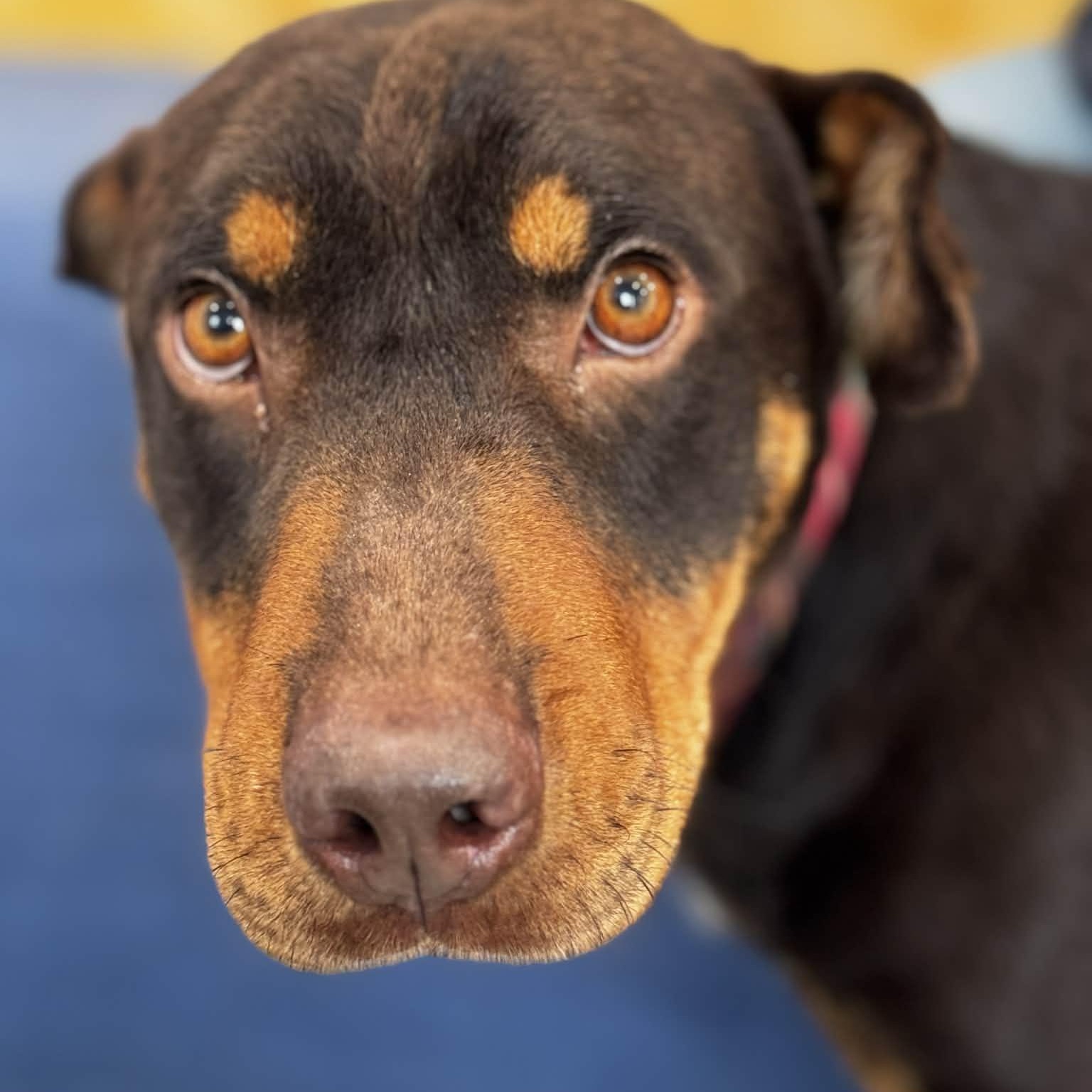 Enlarge Turkey, a ADOPTABLE mixed breed in Danbury, CT image 3/4