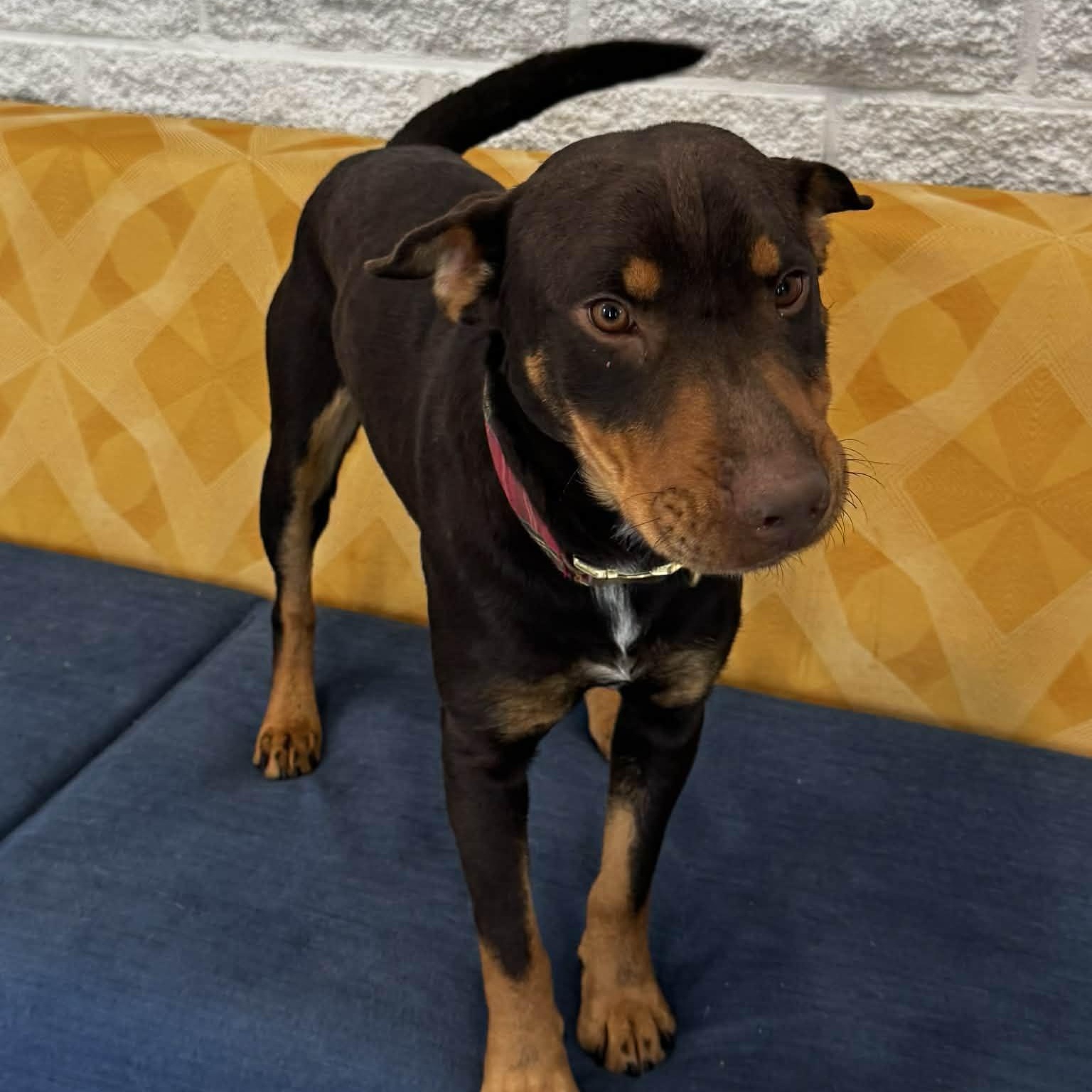 Enlarge Turkey, a ADOPTABLE mixed breed in Danbury, CT image 2/4