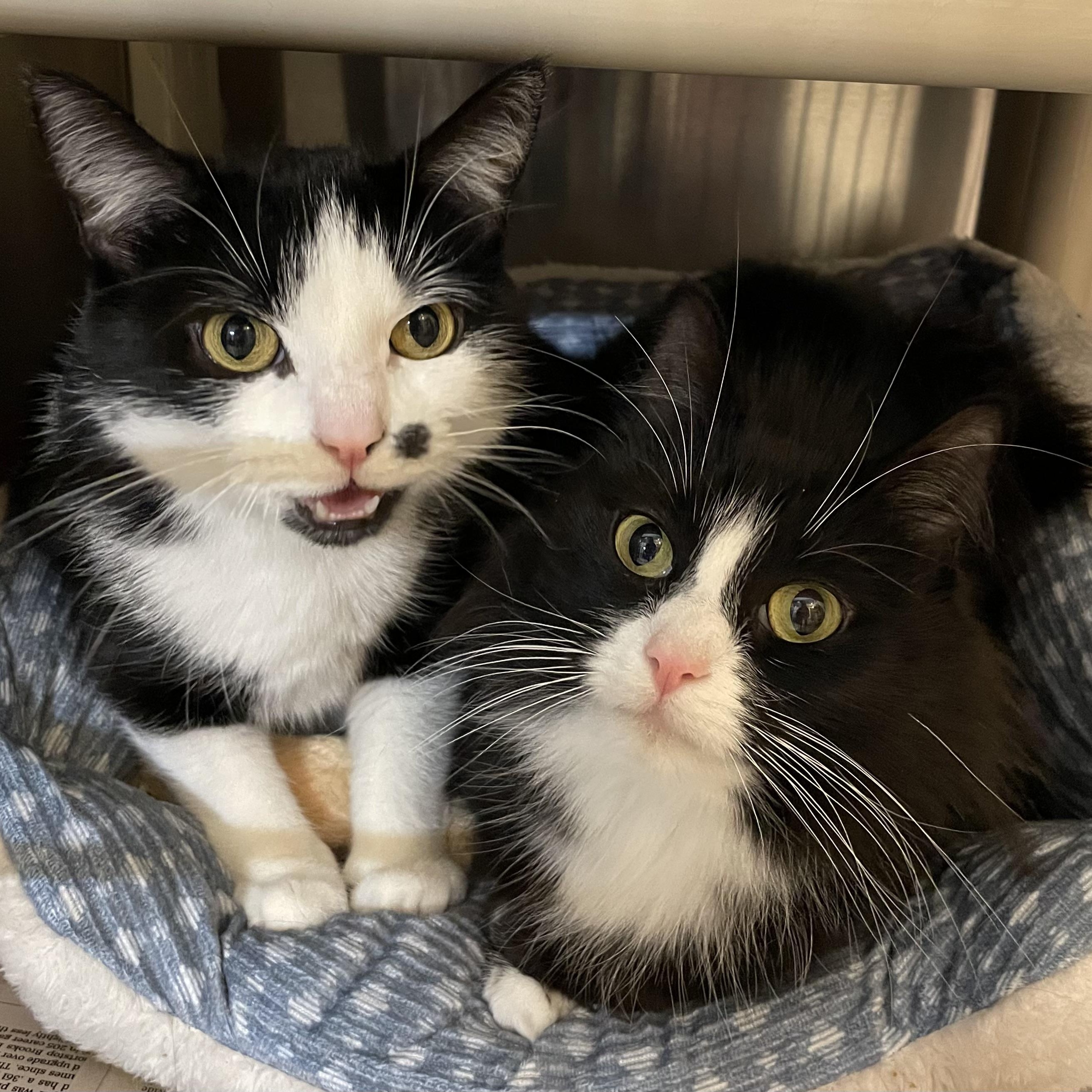 Kawaii and LeeLee (bonded sisters), a ADOPTABLE Tuxedo in North Kingstown, RI image 3/6