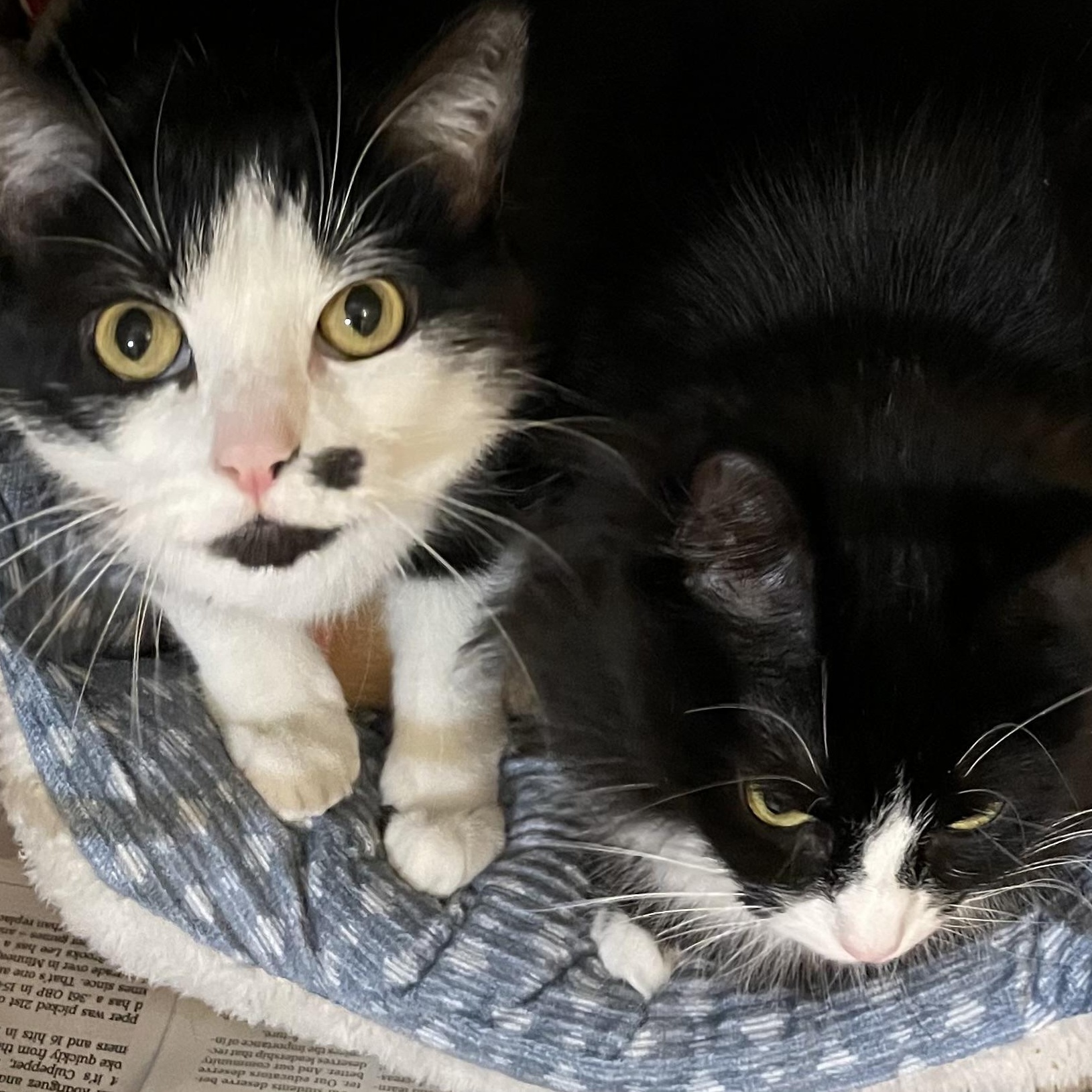 Kawaii and LeeLee (bonded sisters), a ADOPTABLE Tuxedo in North Kingstown, RI image 4/6