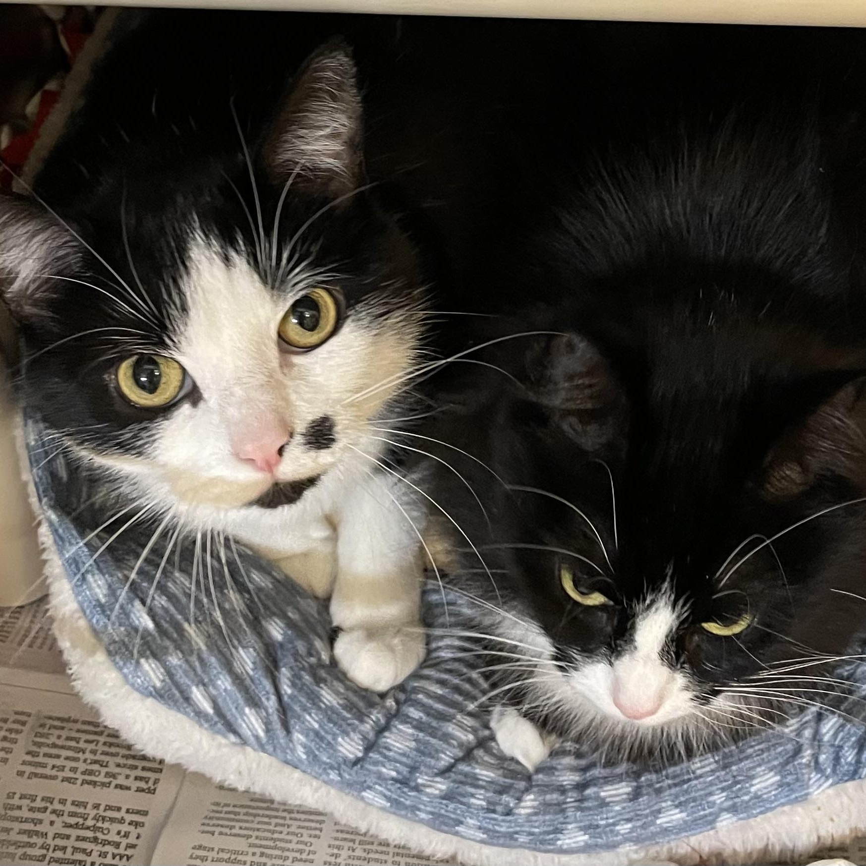 Kawaii and LeeLee (bonded sisters), a ADOPTABLE Tuxedo in North Kingstown, RI image 5/6