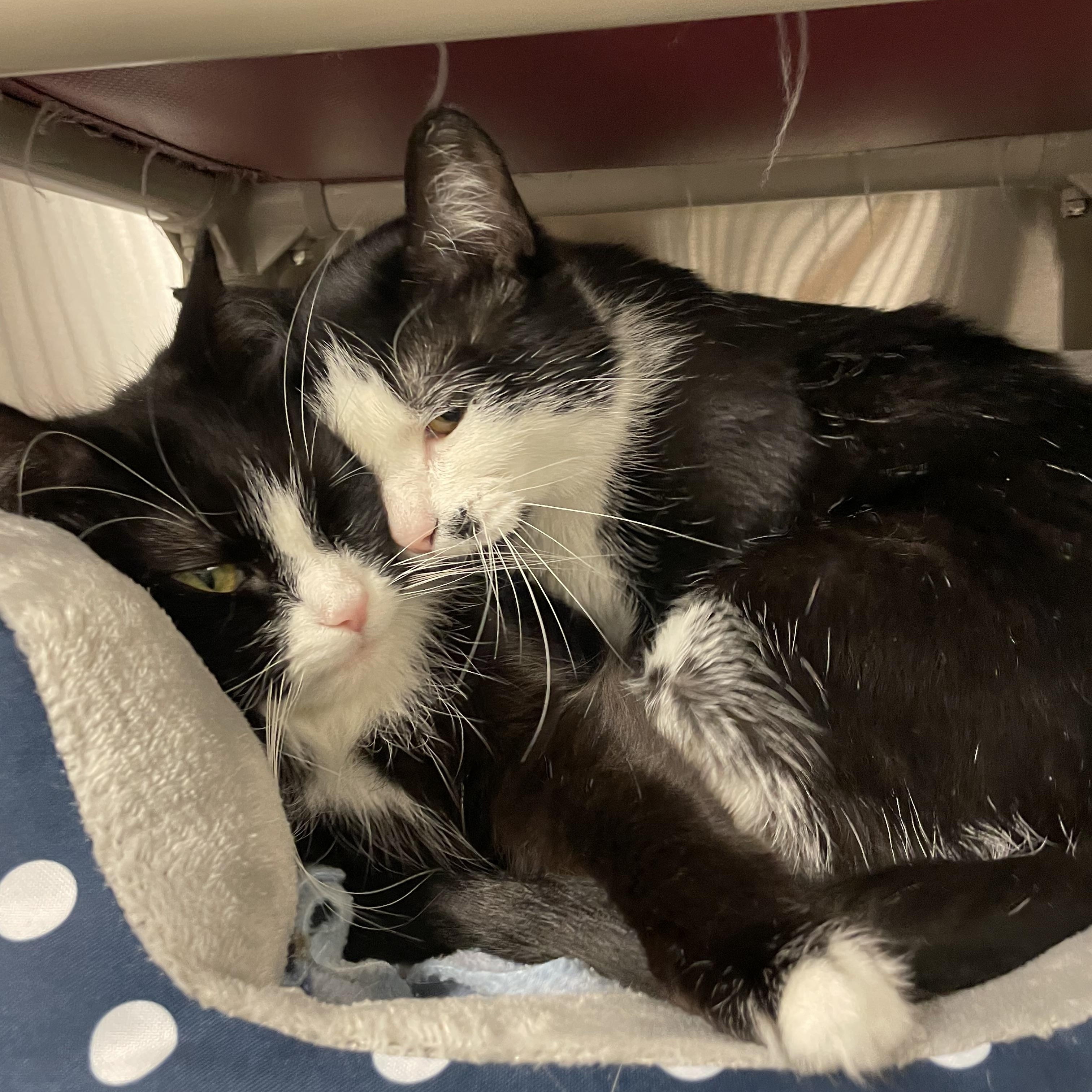 Kawaii and LeeLee (bonded sisters), a ADOPTABLE Tuxedo in North Kingstown, RI image 2/6