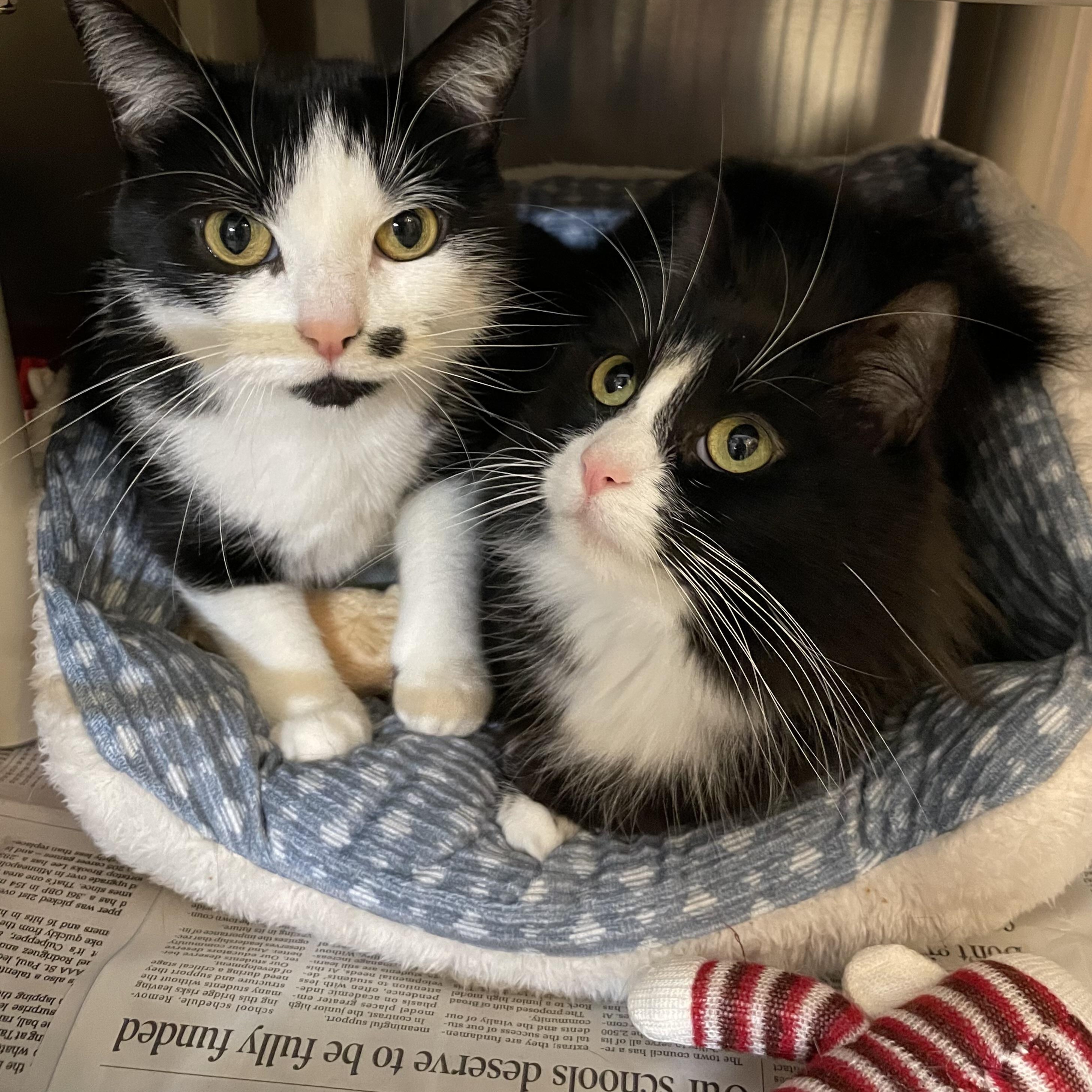 Kawaii and LeeLee (bonded sisters), ADOPTABLE, Adult Female Tuxedo.